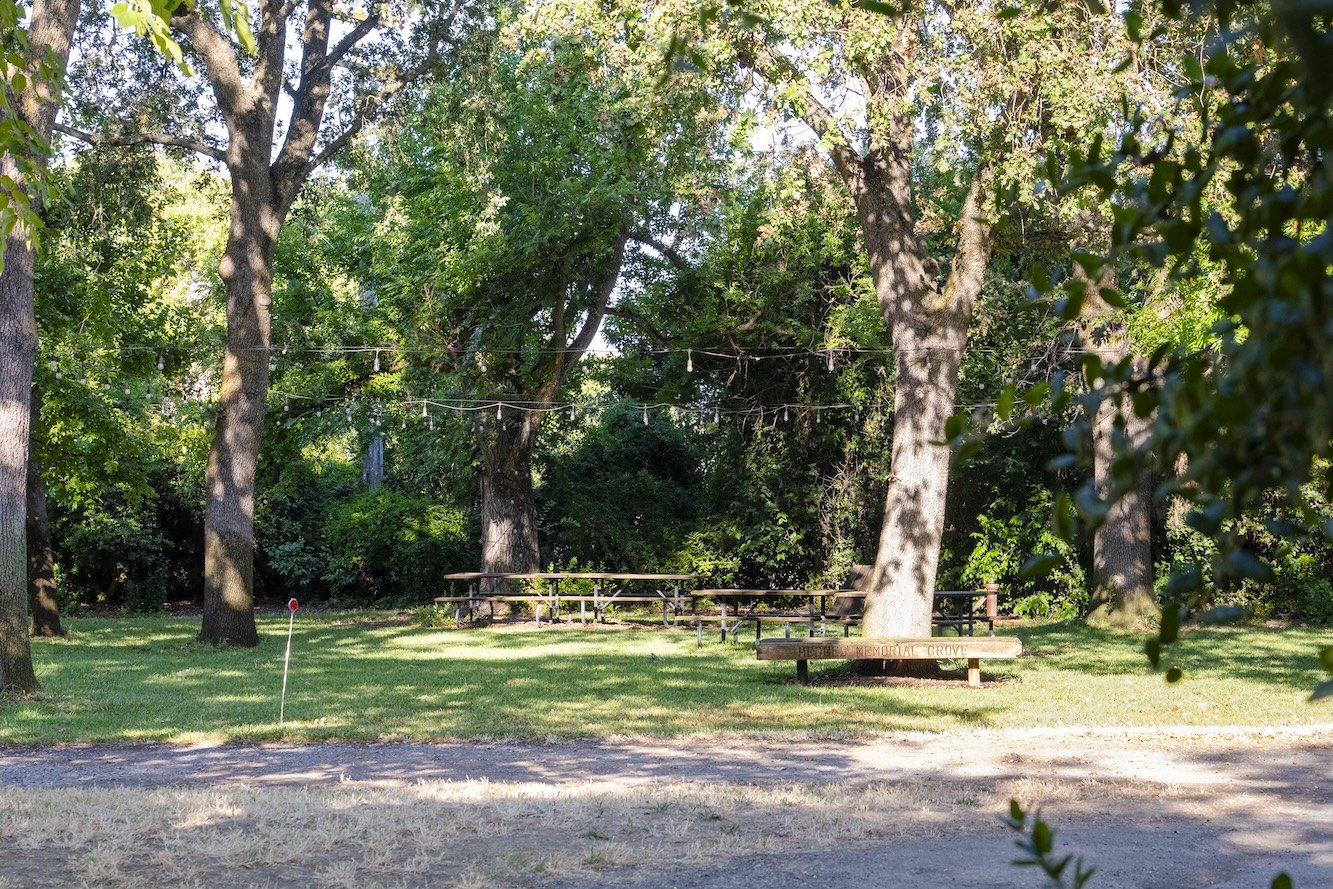 A park with green grass, large trees, wooden benches, and string lights hung between the trees.