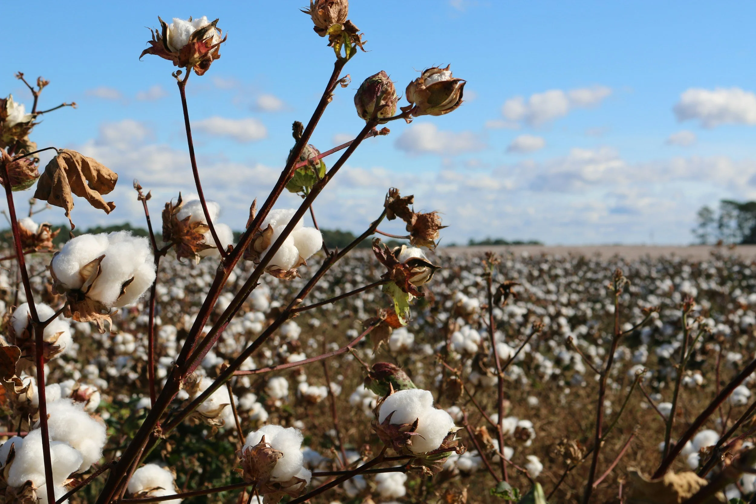 Close-up of cotton plants with ripe bolls amid withered leaves under a blue sky with scattered clouds.