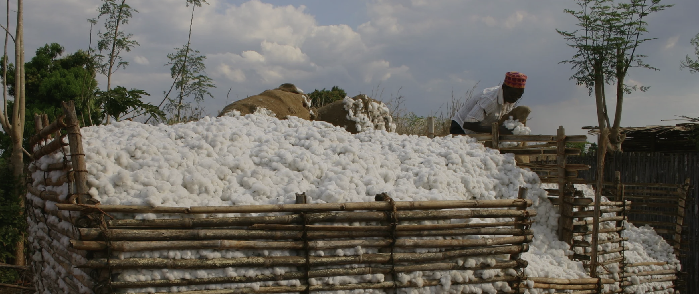 A person with a red patterned hat with white, sitting on a wooden structure, handling cotton gathered into a large pile surrounded by a bamboo fence, outdoors, under a cloudy sky.