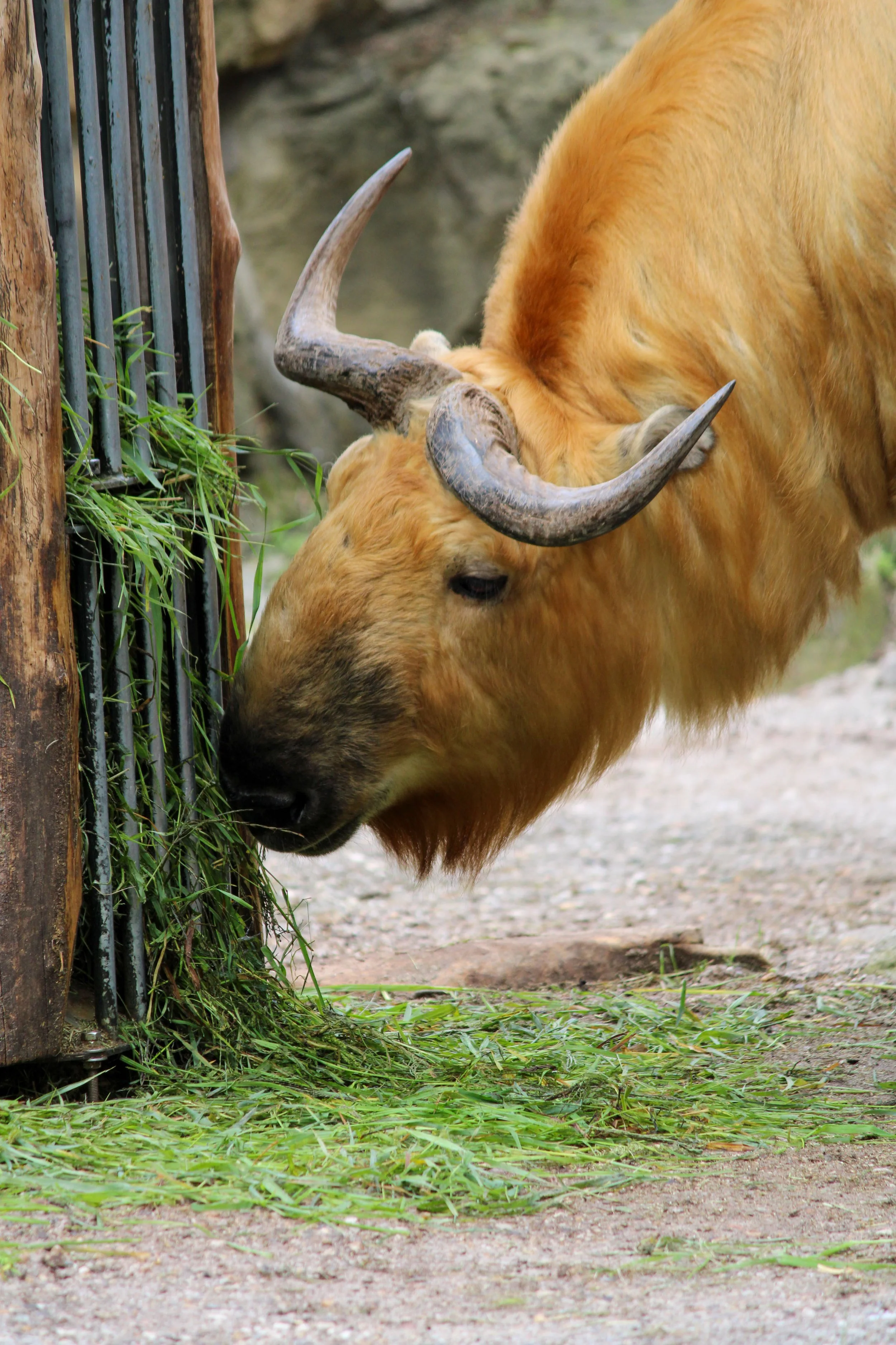 A golden-colored cow with large, curved horns eating grass outside near a metal and wooden fence.