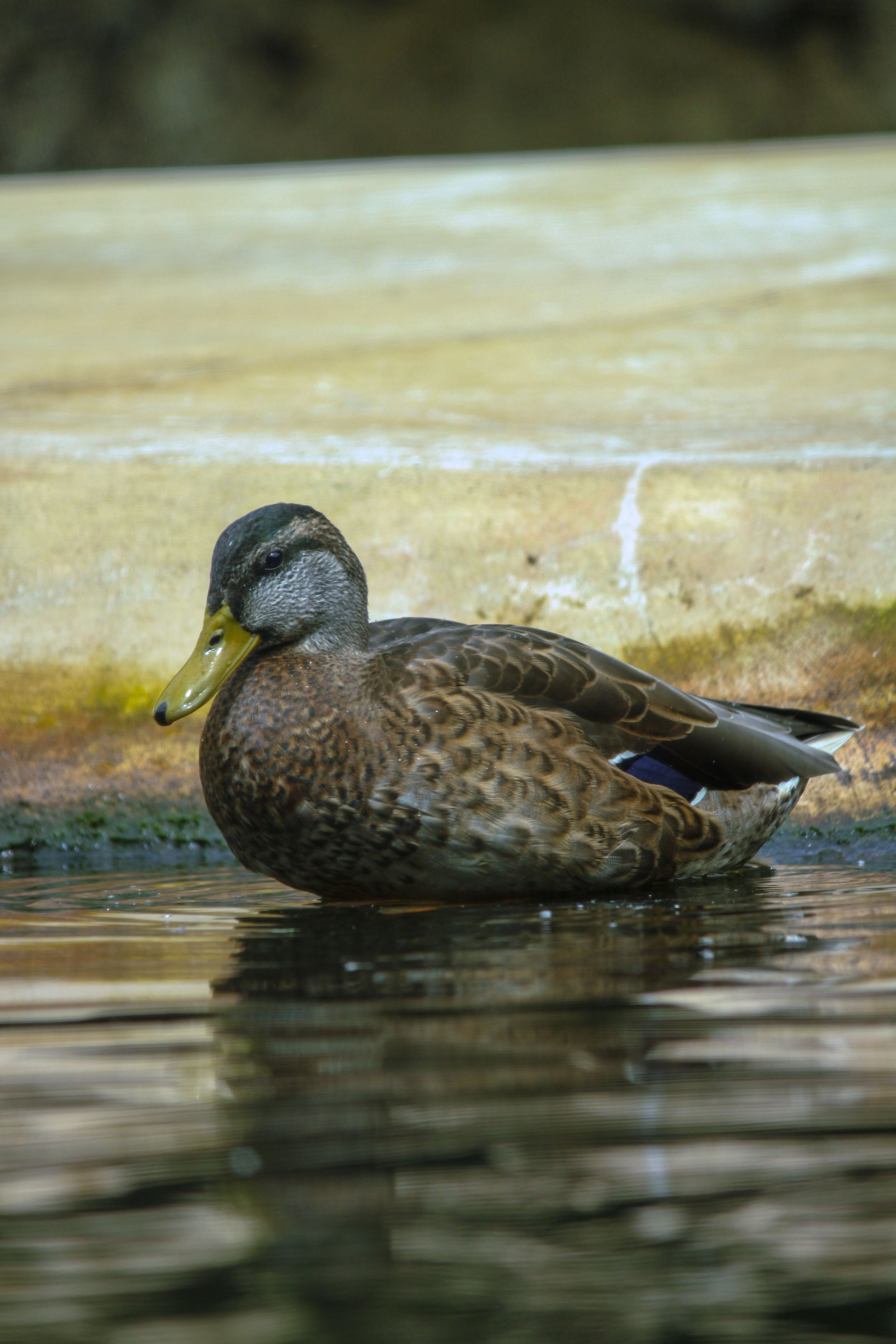 A duck with brown and black feathers resting in a body of water near a wooden edge.