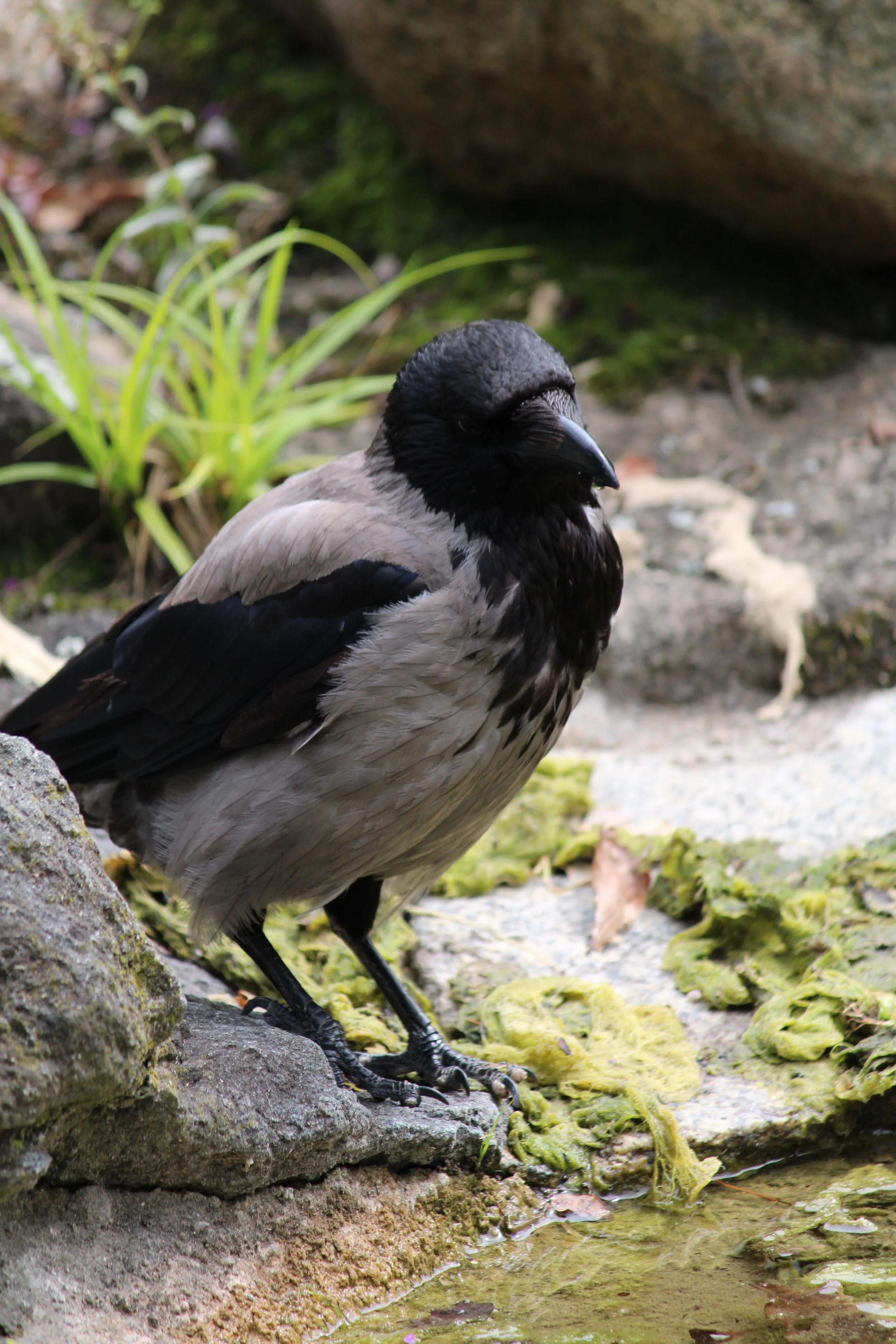 A black and beige bird with a dark head and black beak standing on rocks near water, surrounded by moss and plants.
