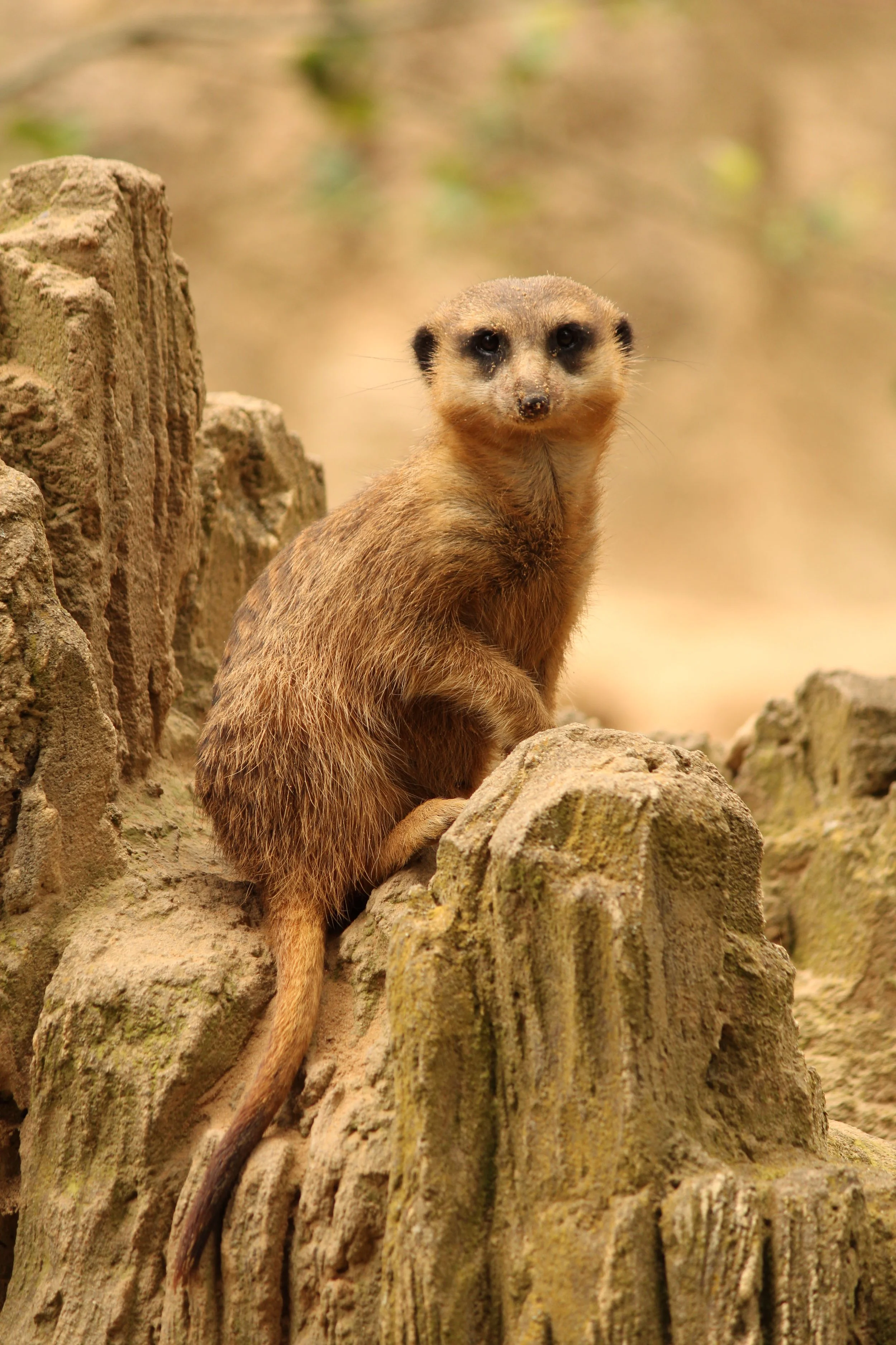 A meerkat sitting on rocks with a blurred natural background.