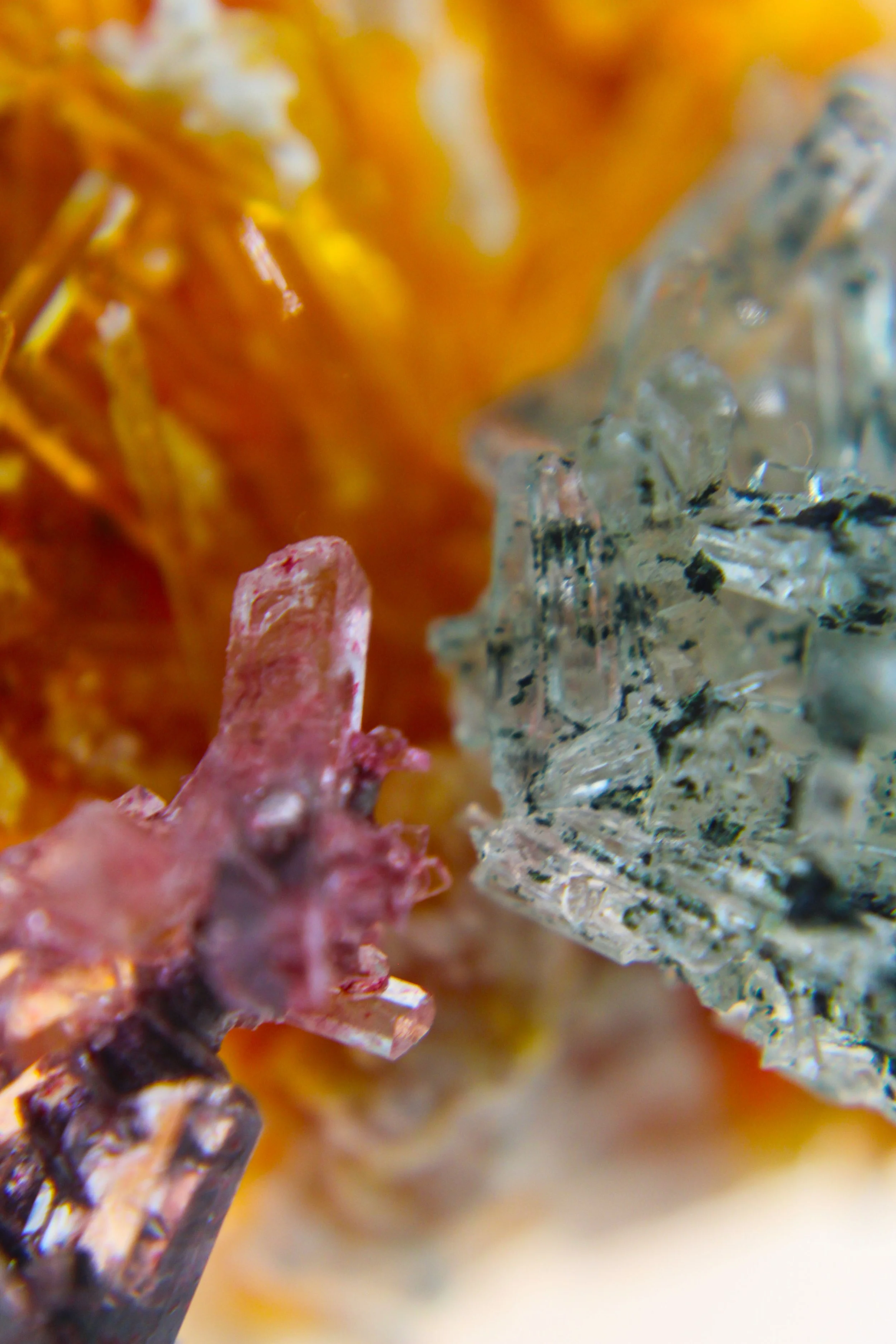 Close-up photo of a colorful coral reef with pink, yellow, orange, and blue corals and marine life.