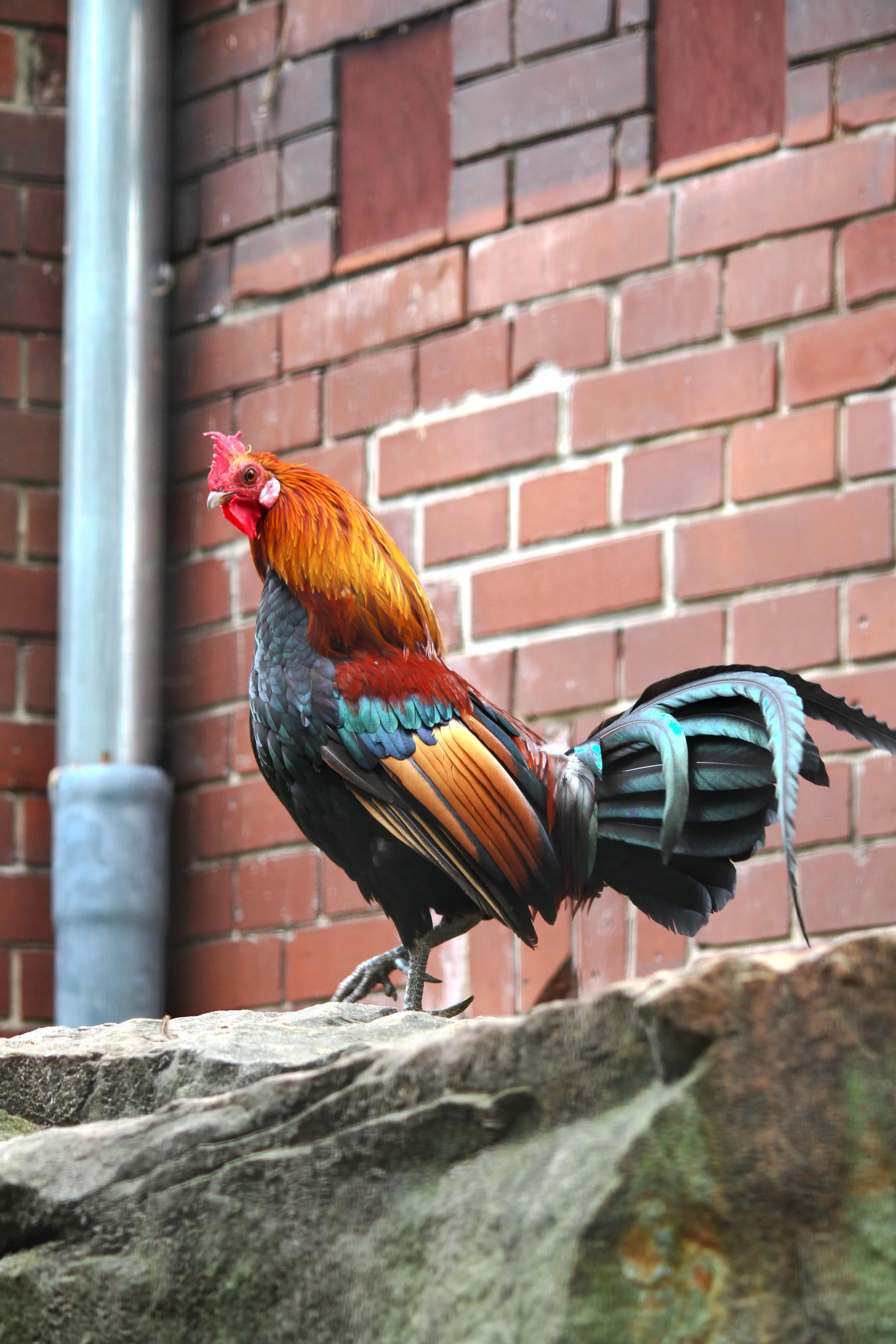 Colorful rooster standing on a rock in front of a brick wall with a downspout.