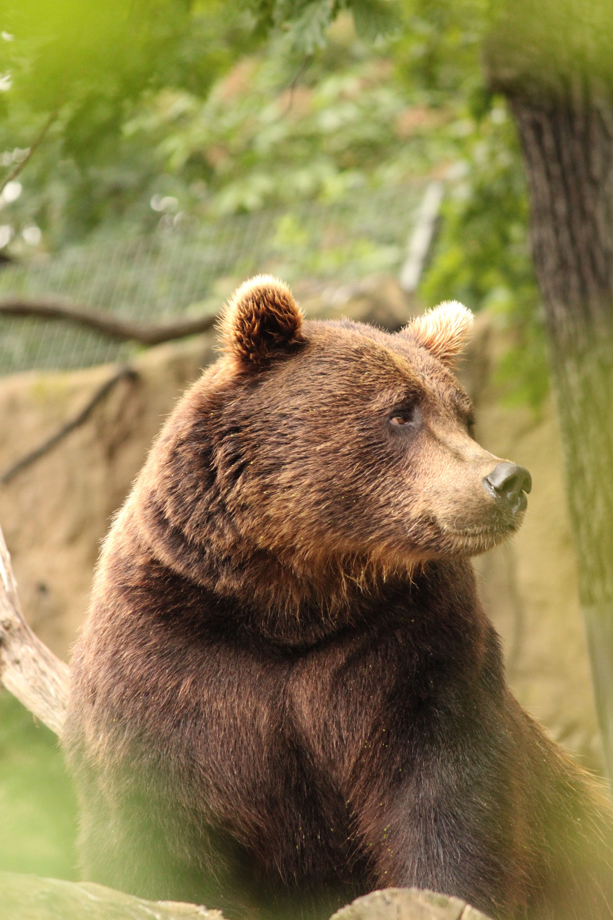 Close-up of a brown bear sitting outdoors among greenery and trees.