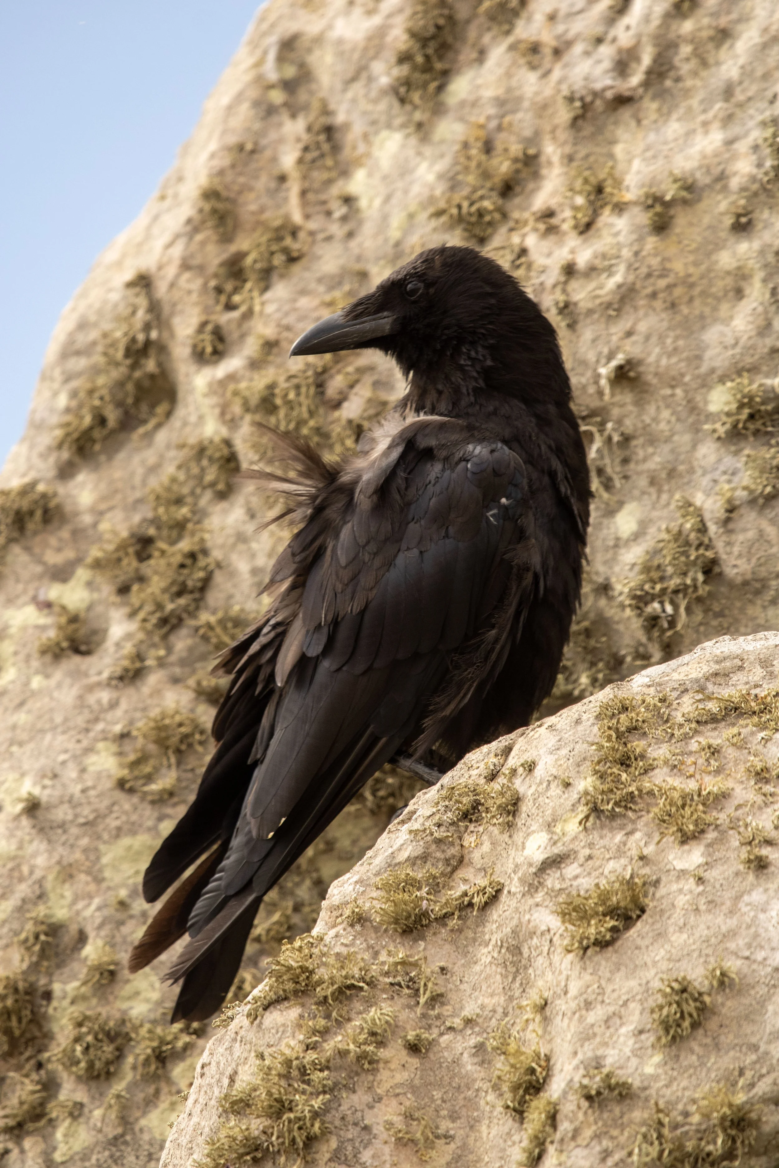 Close-up of a black bird, possibly a crow or raven, perched on a rocky surface with moss or lichen.