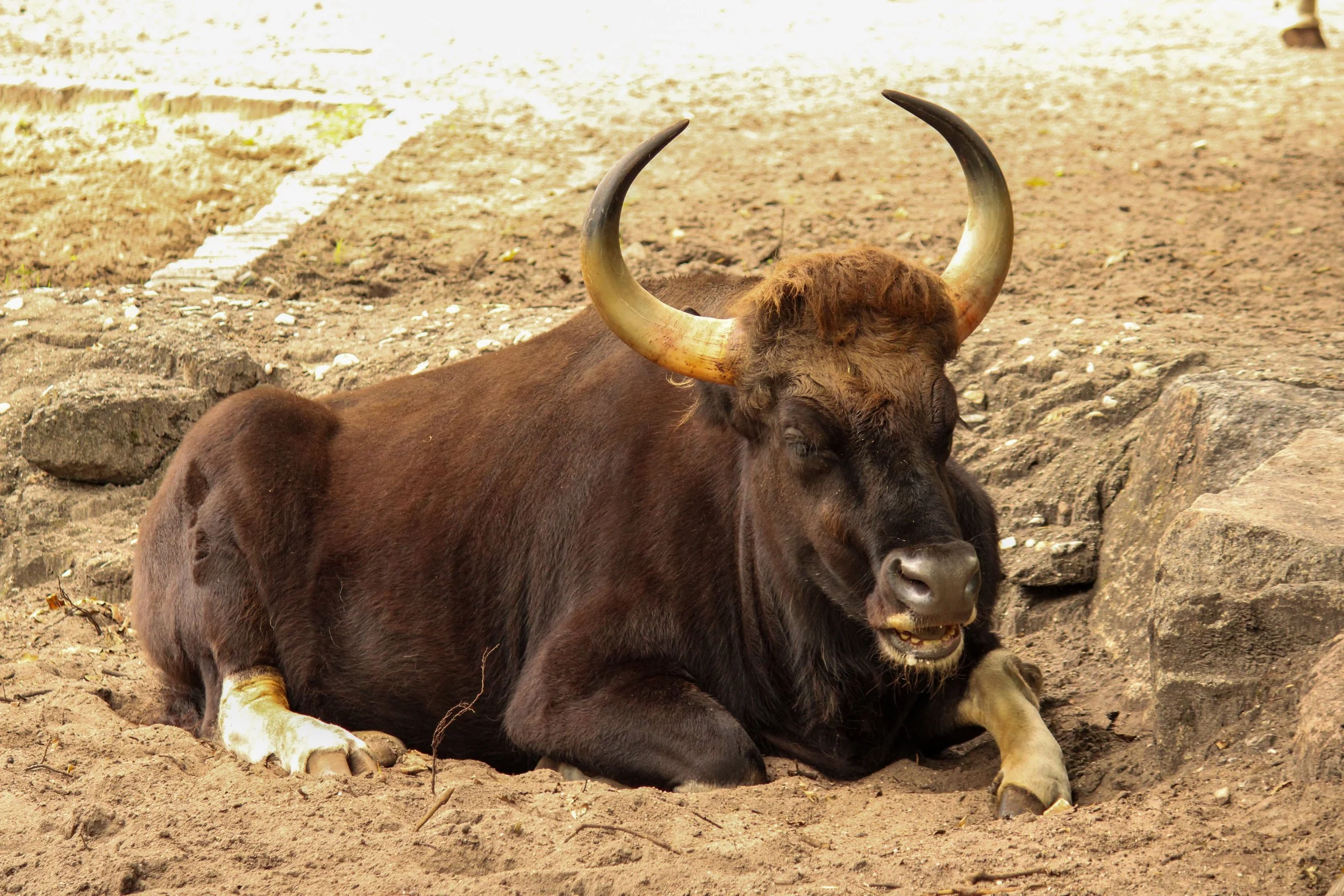 A sitting buffalo with large curved horns, brown fur, and a smiling expression in a dirt area.