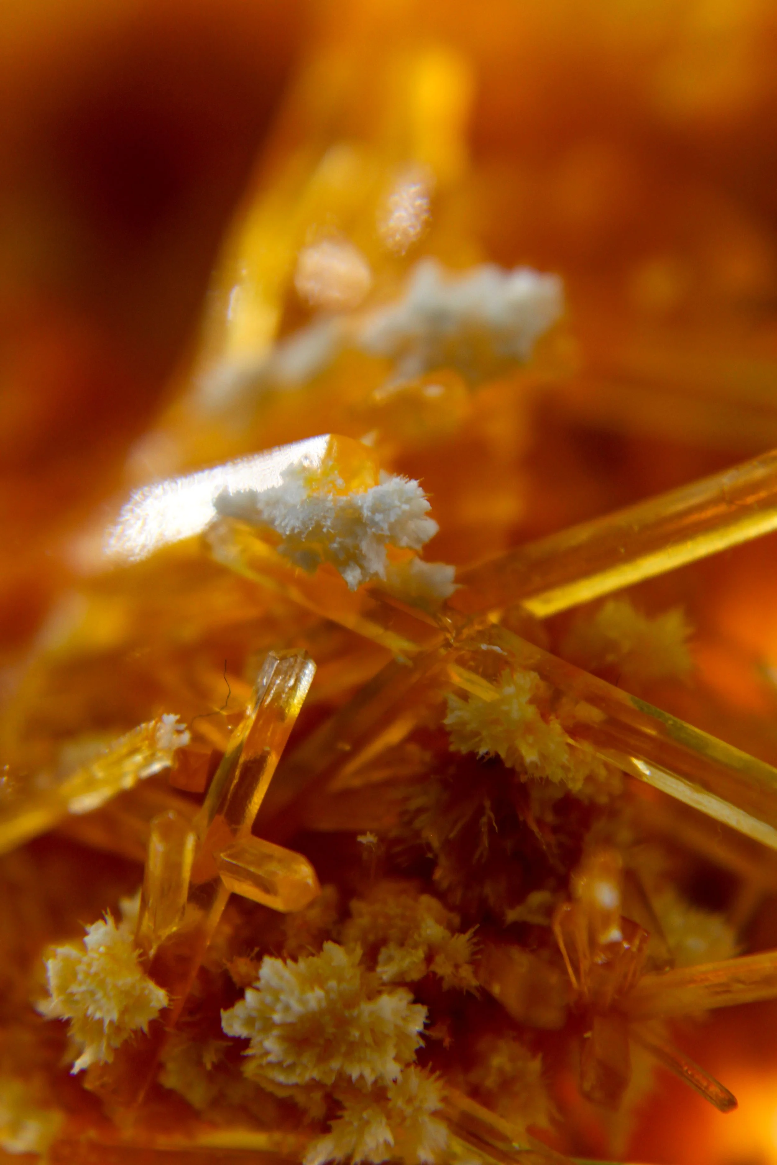Close-up of the inner parts of a flower, showing details of pollen and stamens in orange and yellow hues.