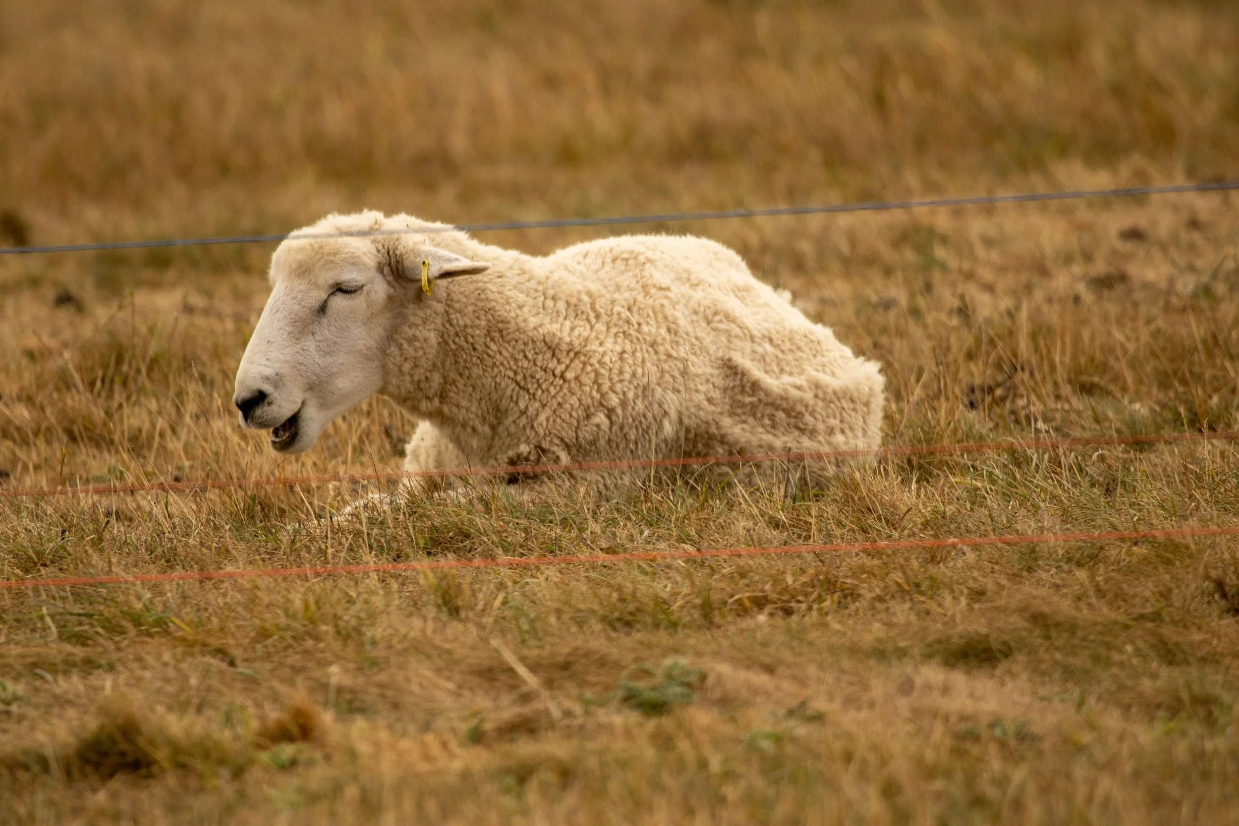 A white sheep lying down in a field of yellowish grass, facing left with closed eyes, wearing a yellow ear tag, and separated by a wire fence in the foreground.