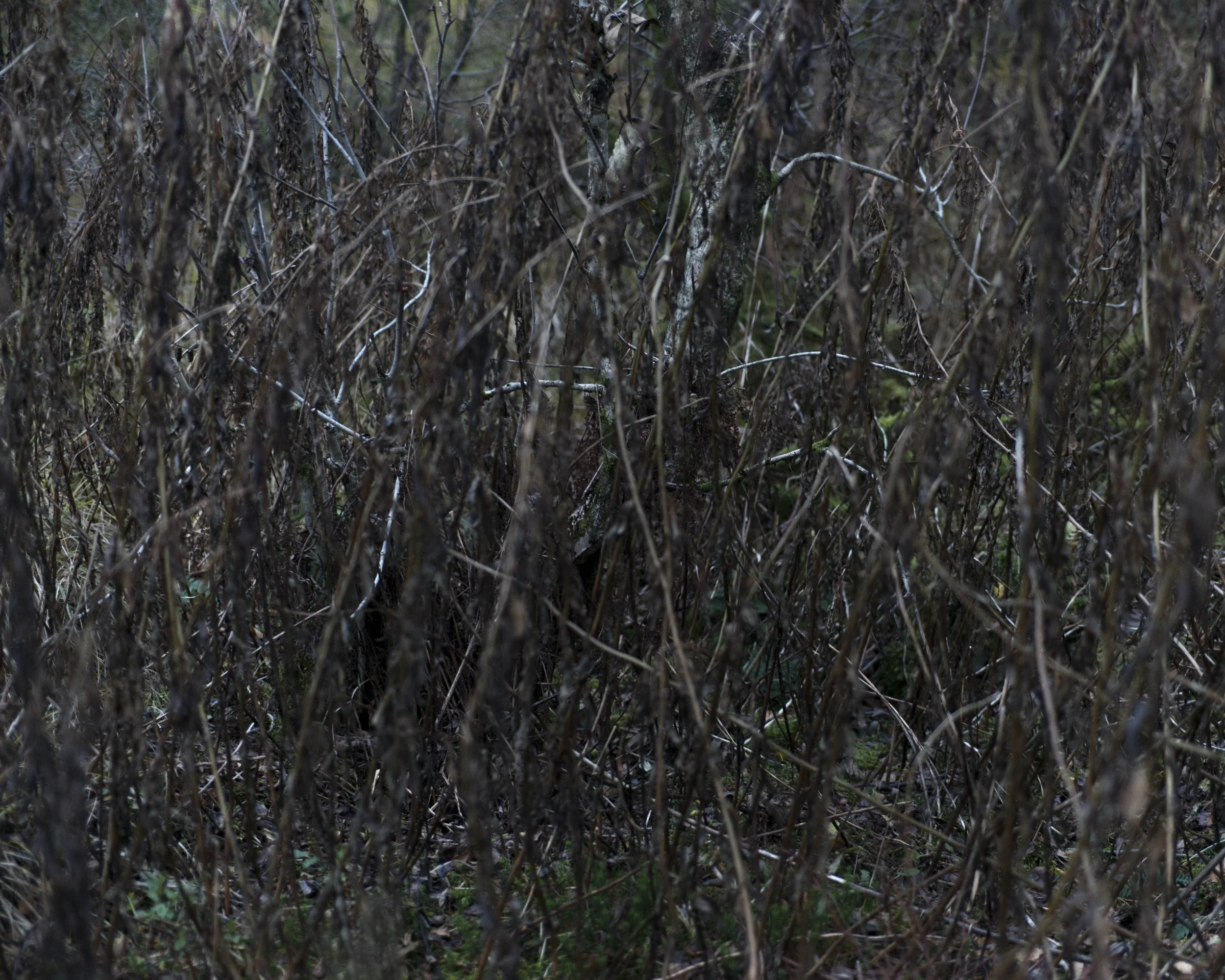 _DSC8670.jpg