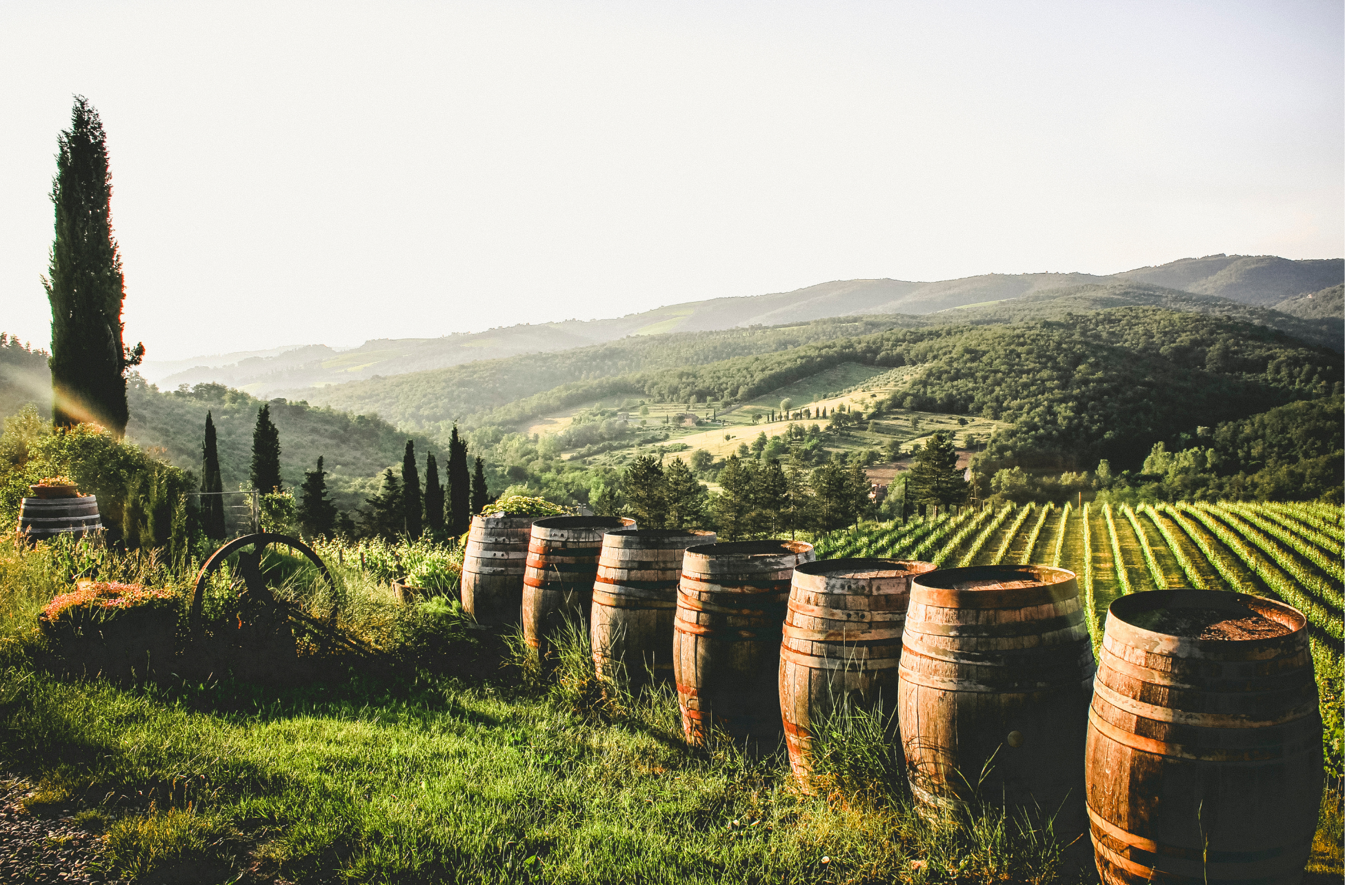 Why terroir matters in every glass