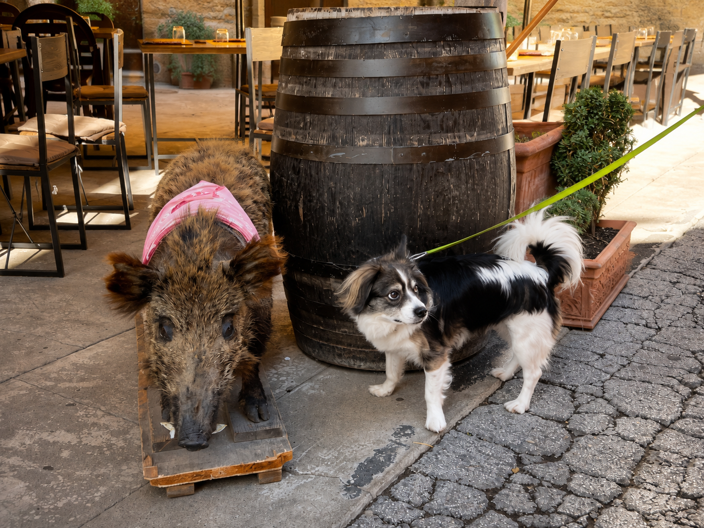 Joey meeting a wild boar display in Montepulciano
