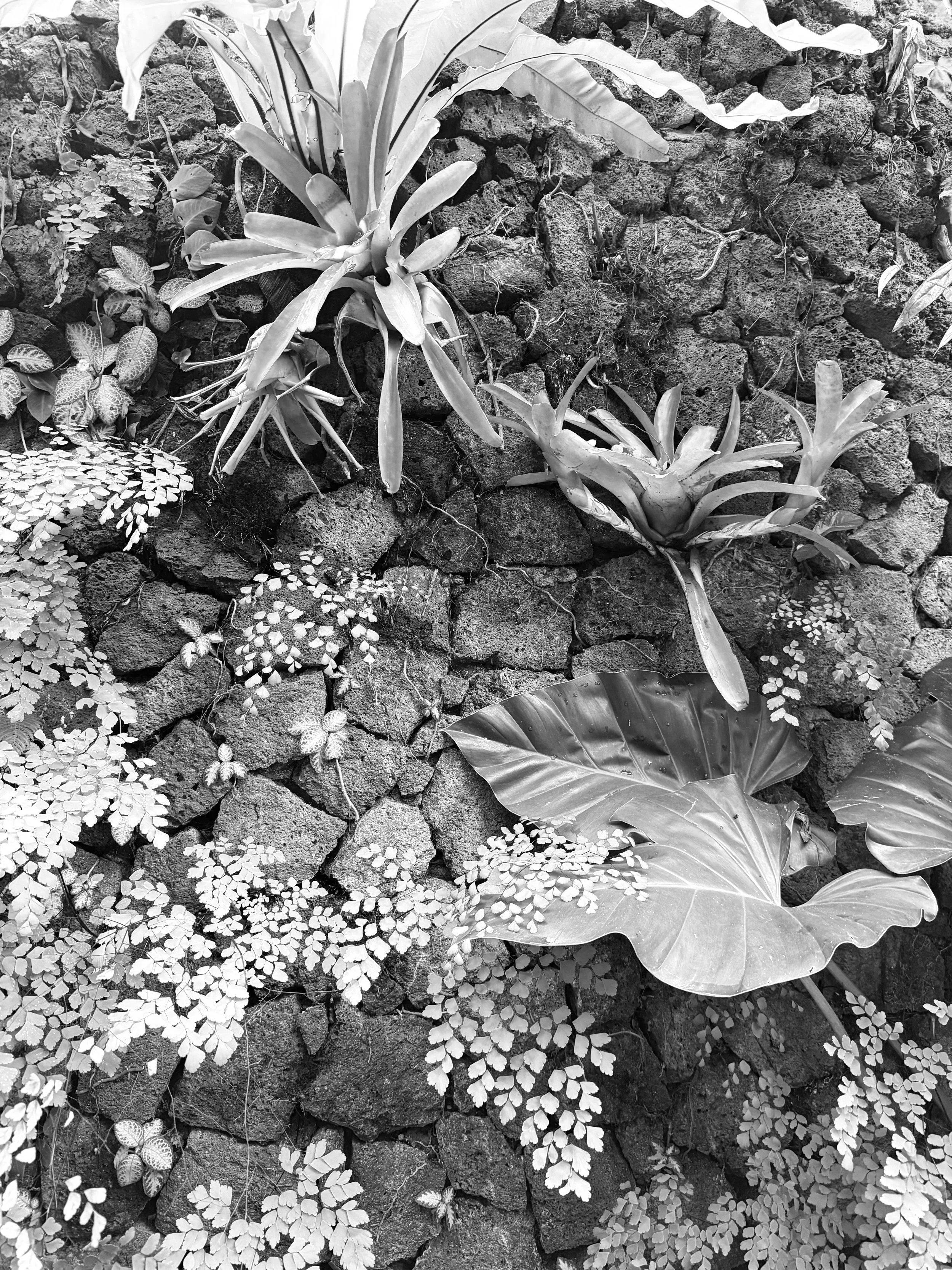Black and white photo of various plants growing among rocks. Includes large-leaf plant in the bottom right, smaller leafy plants, and succulents scattered around.