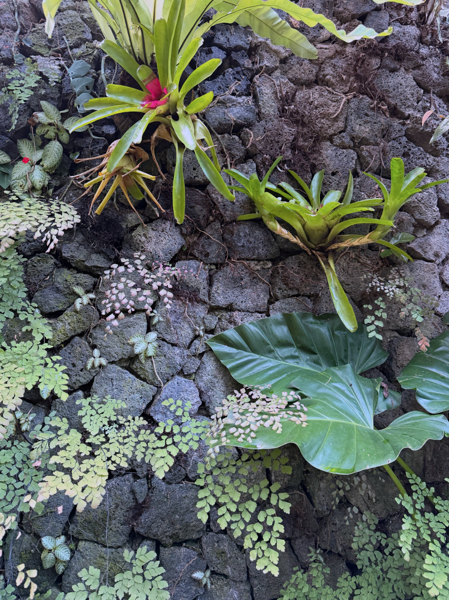 Various green plants including ferns and broad-leafed plants growing on a stone wall.