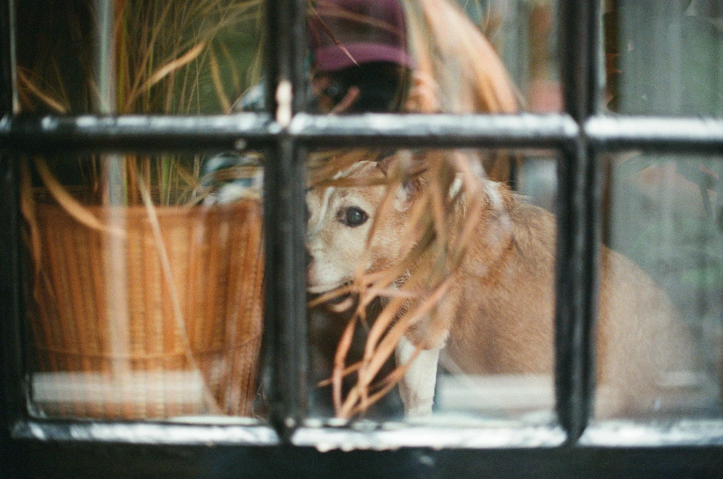A lion cub lying on a surface behind a black metal rail, with a basket of plants nearby.