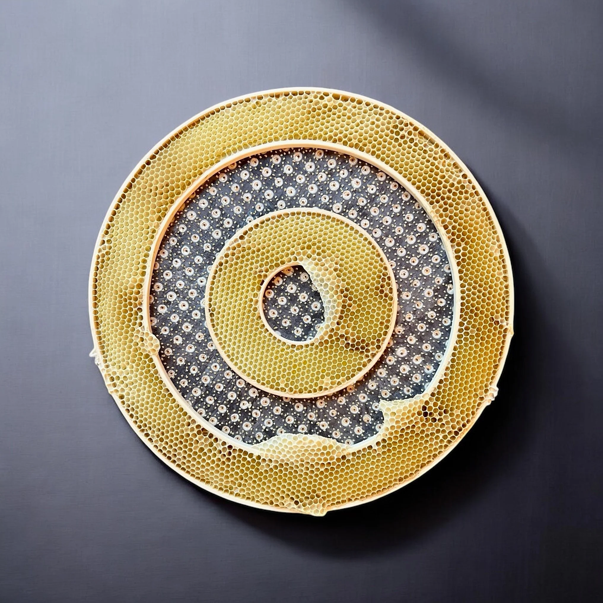  Honeycomb Collaboration: Gold Flowers with French Knots 
Japanese paper, encaustic, embroidery floss, embroidery hoops, natural honeycomb on wood panel