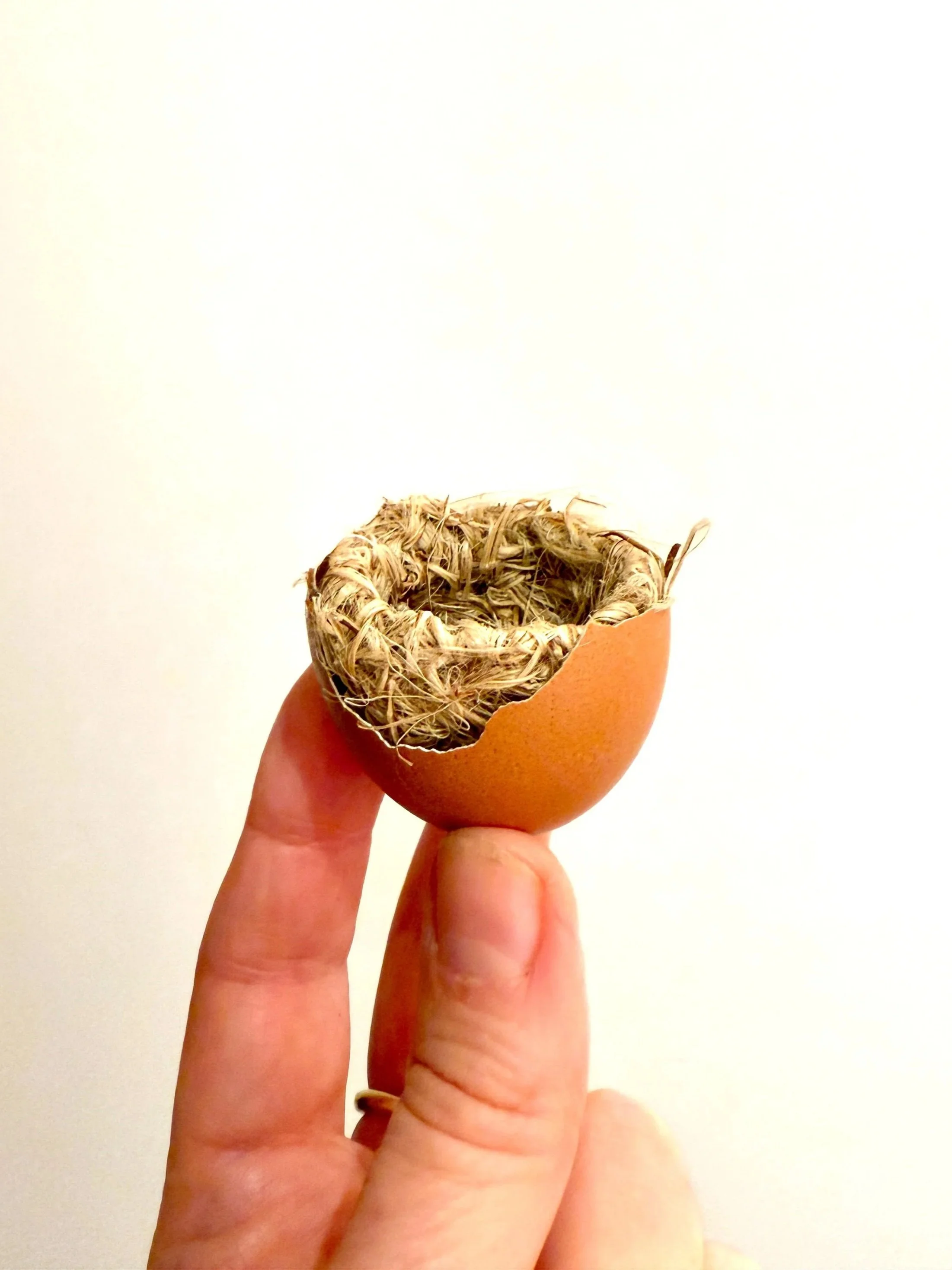  Egg with Interior Nest 
Egg shell, wire, organic cordage