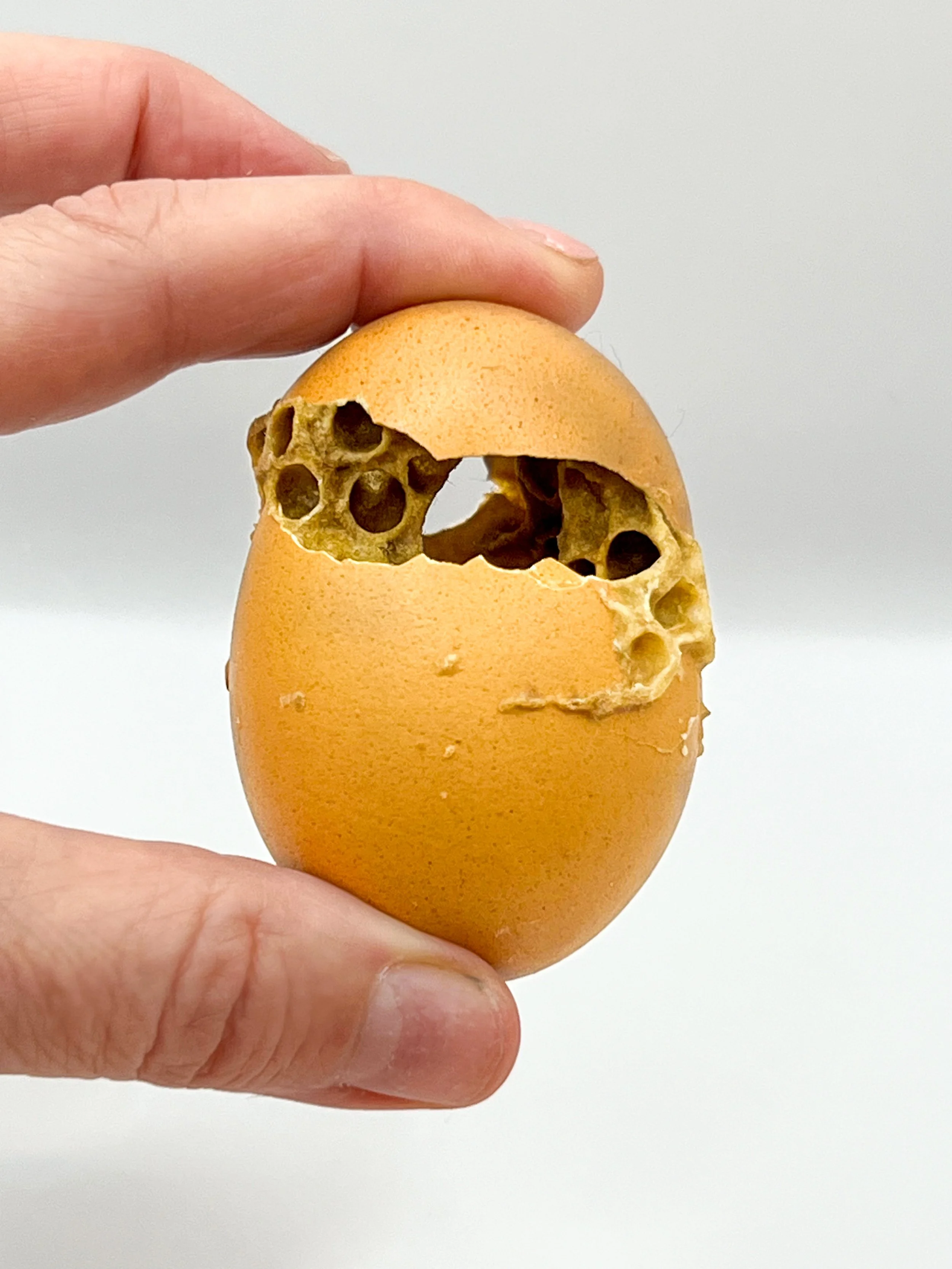  Egg, Mended 
Egg shell and honeycomb