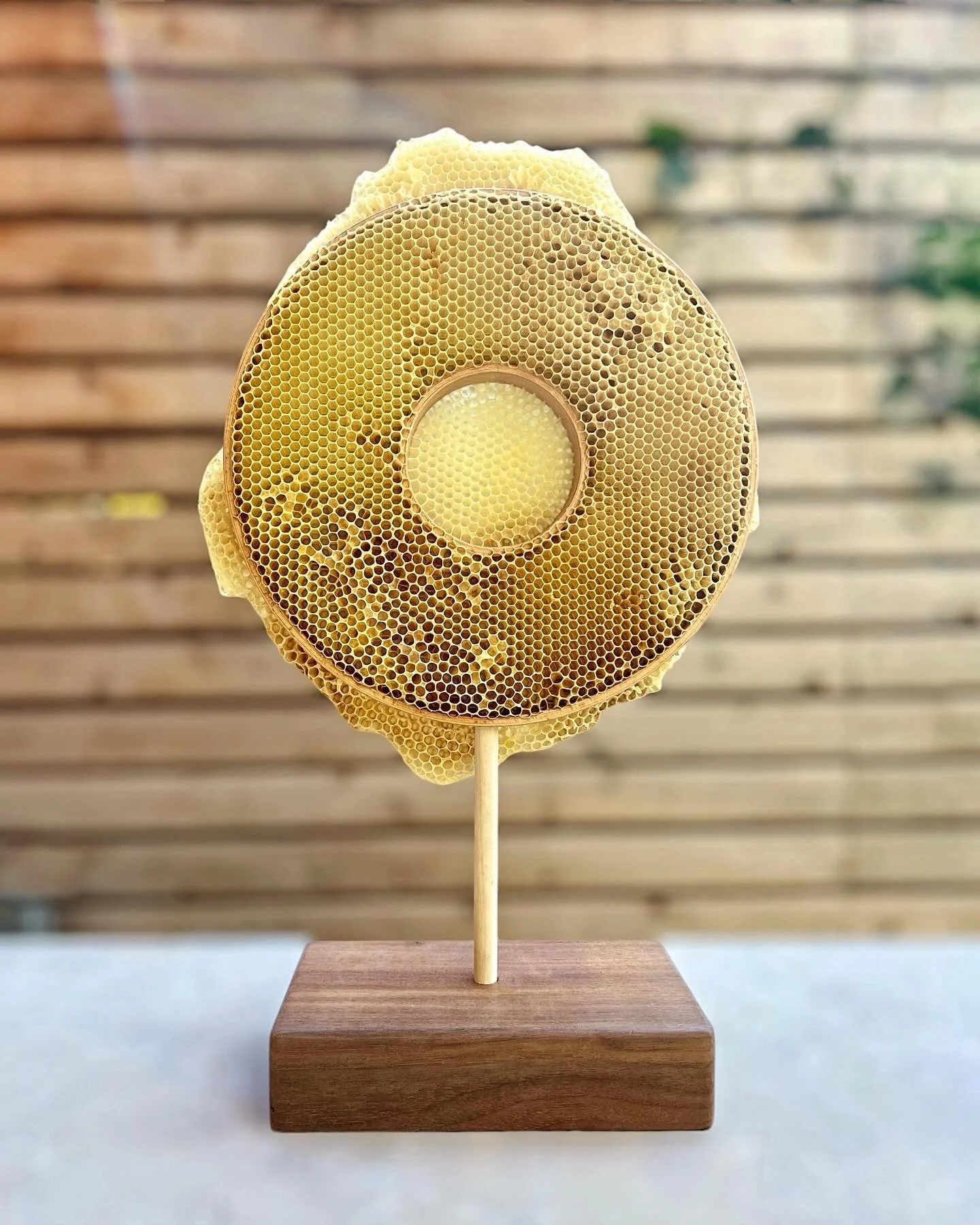  Suspended Hoops with Honeycomb 
Embroidery hoops, dowel, natural honeycomb mounted on Walnut base