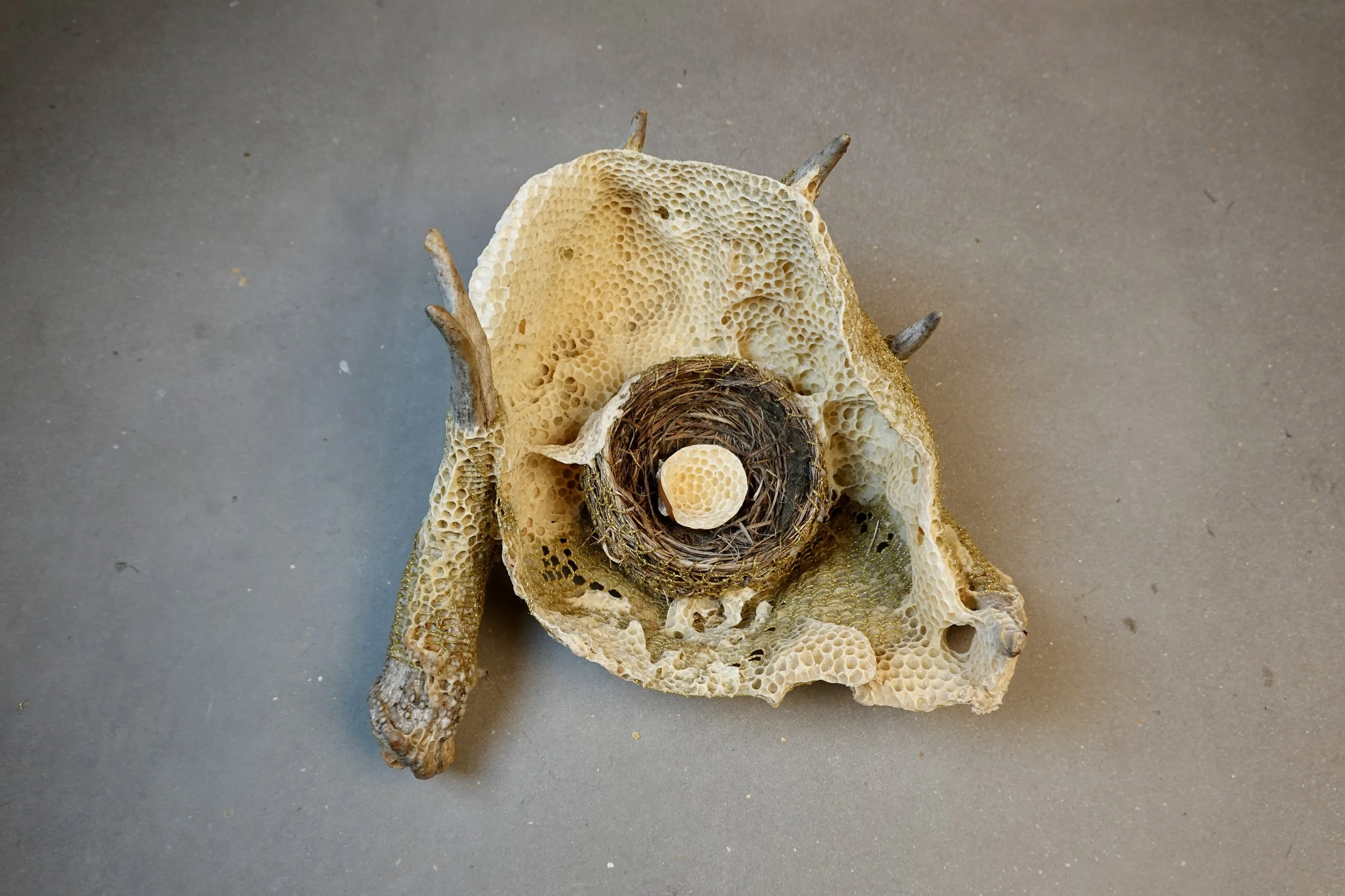  Woven Antler Basket with Nest and Honeycomb 
Naturally shed deer antler, bird's nest, egg, hemp waxed cord and honeycomb
