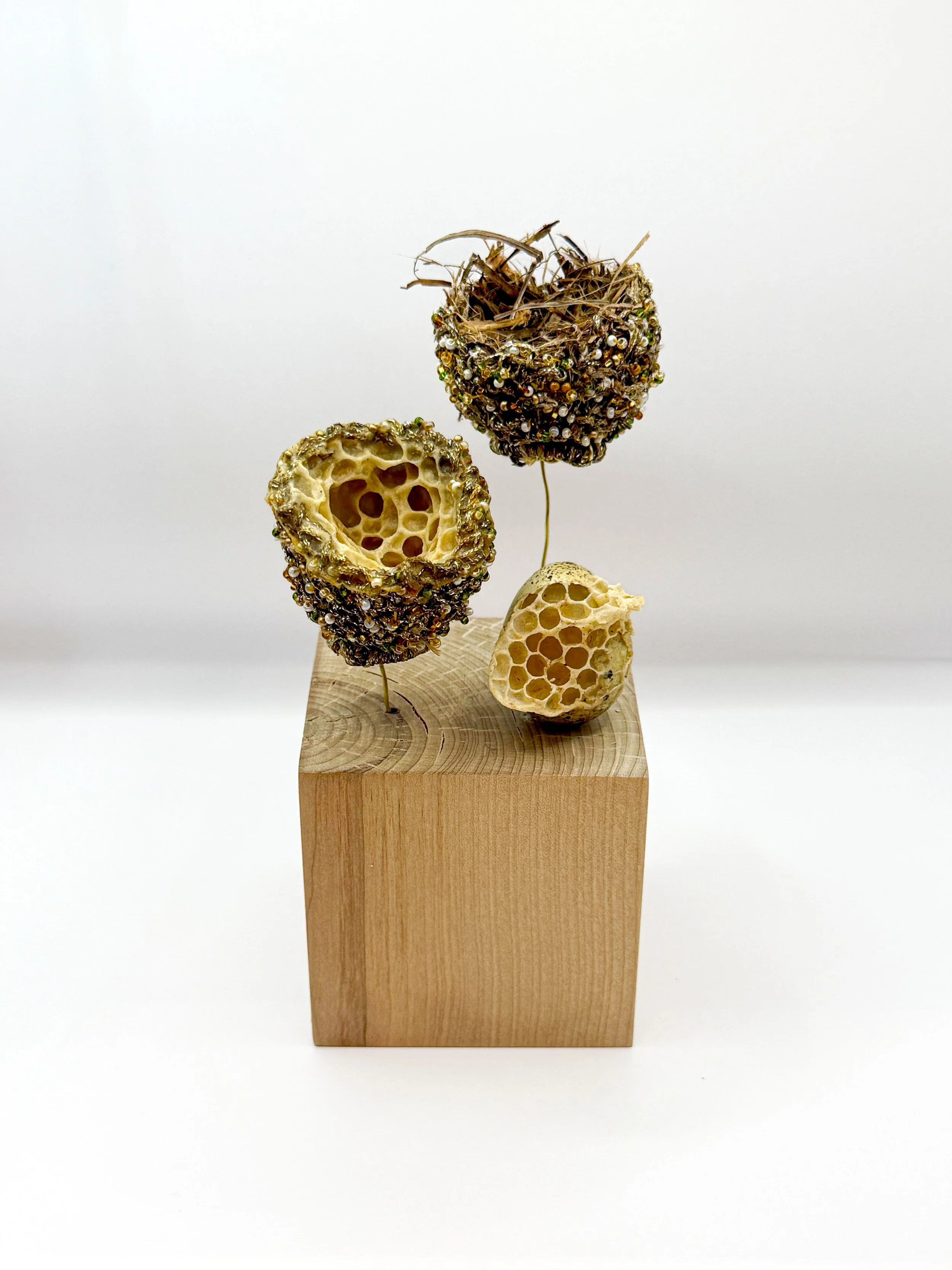  Nests and Egg 
Hummingbird nest, quail egg, hemp waxed cord, seed beads, silk thread and natural honeycomb on wood, with wire