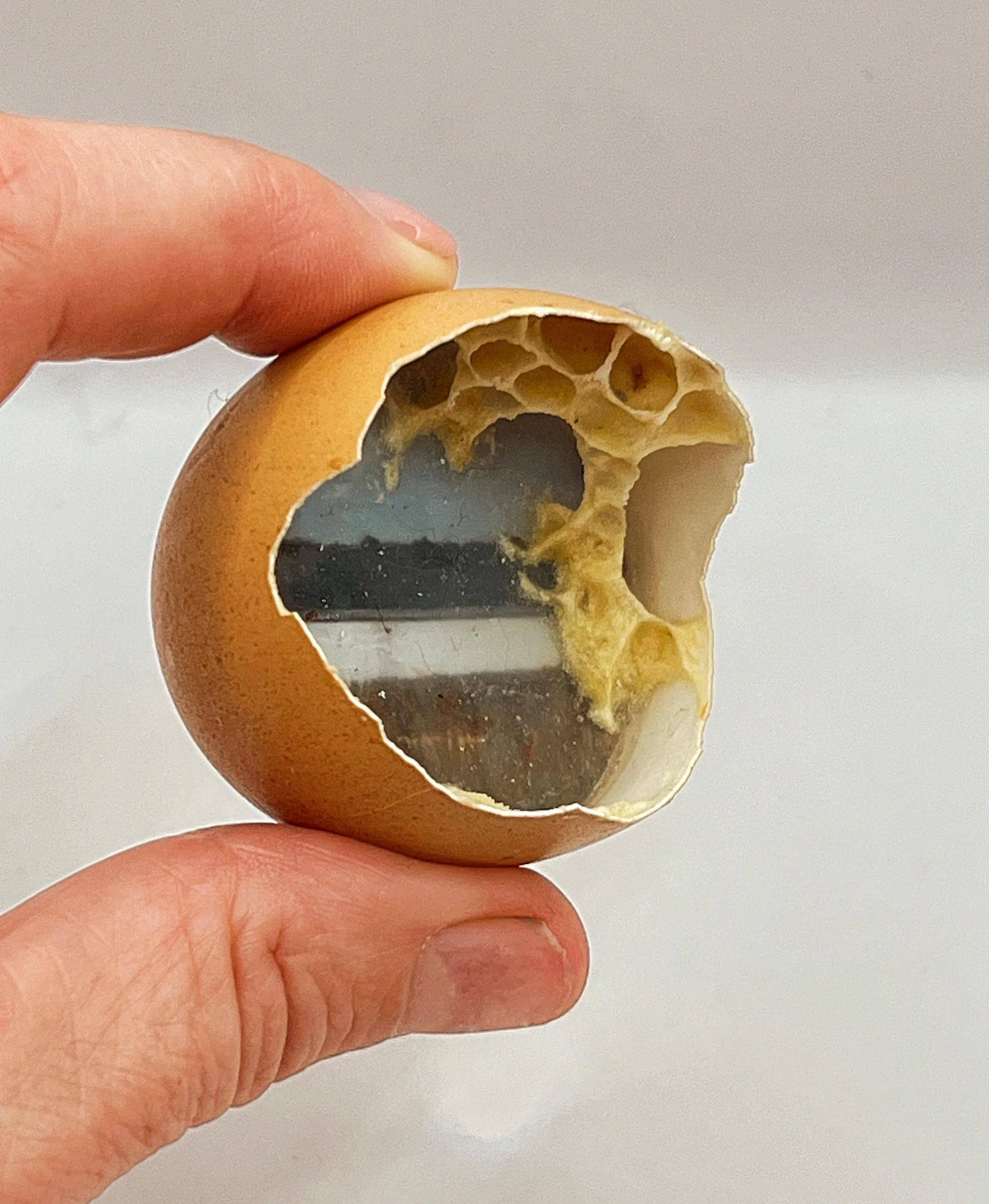  Egg with Horizon 
Egg shell, beeswax, photography, honeycomb