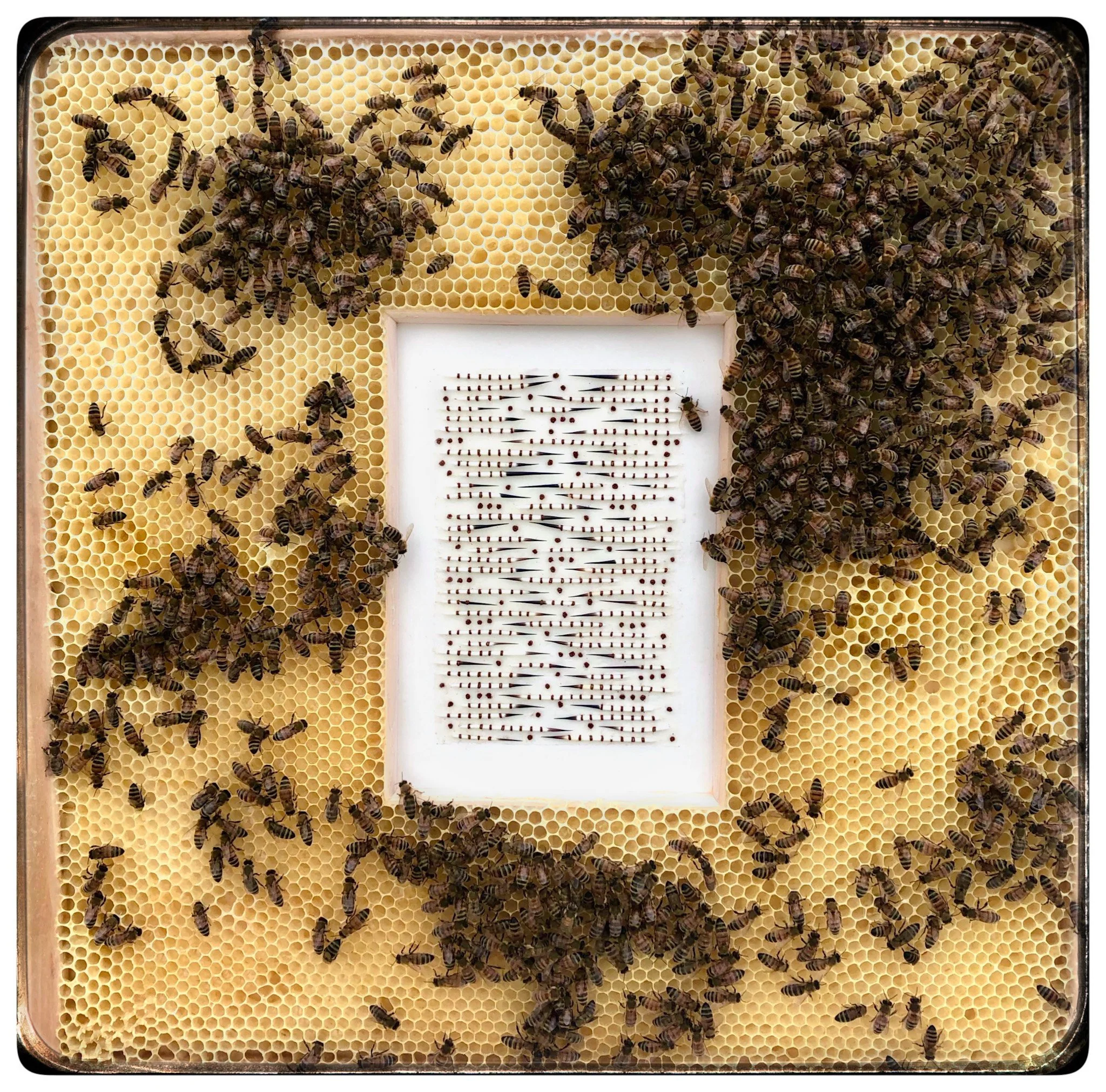  Honeycomb Collaboration: Porcupine Quills 
Japanese paper, encaustic, Porcupine quills, embroidery floss, natural honeycomb on wood panel