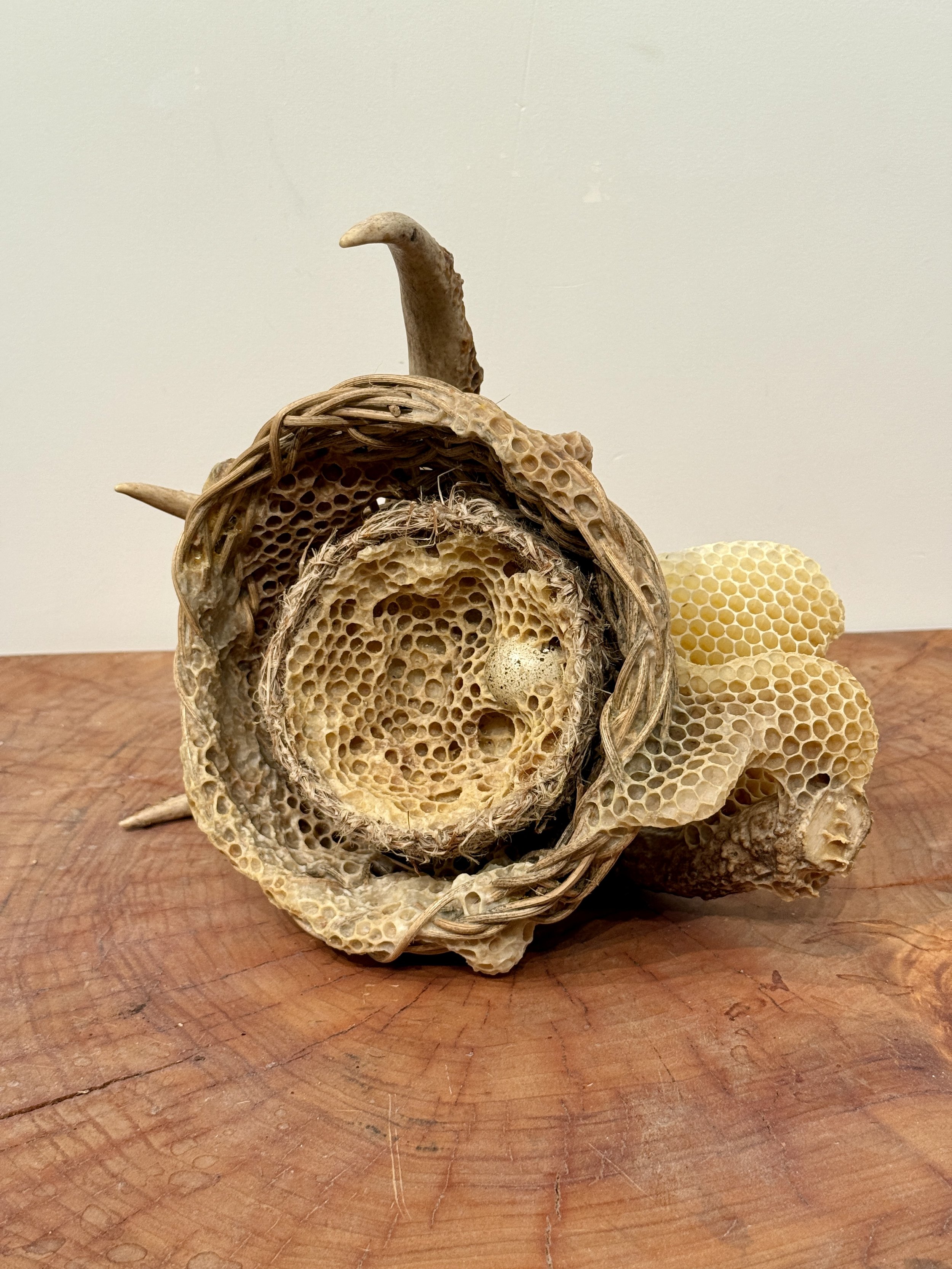  Woven Antler Basket with Nest, Egg and Honeycomb 
Naturally shed deer antler, smoked reed, bird's nest, quail egg and honeycomb