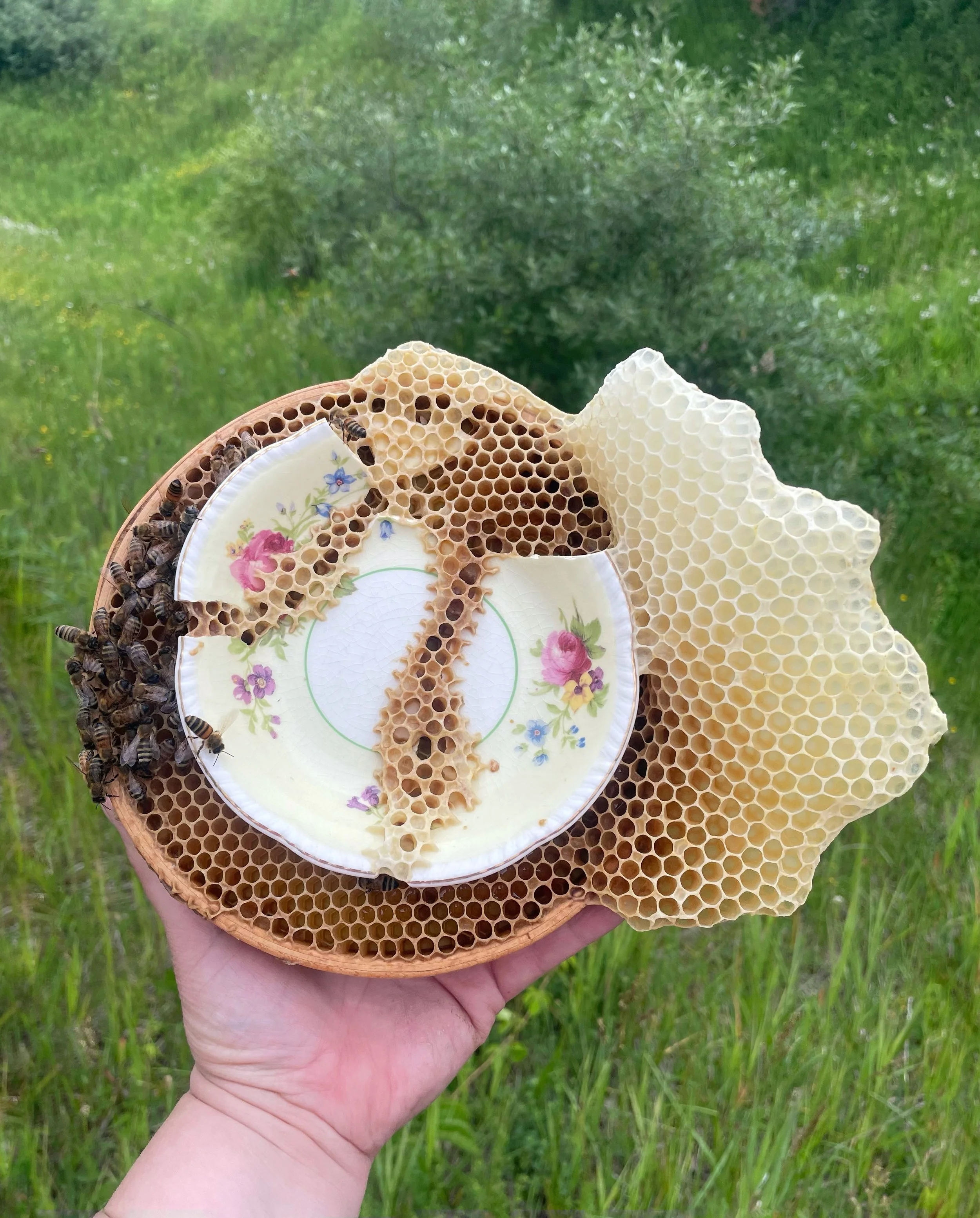  Kintsugi/Kintsu-Bee Vintage Desert Plate 
Vintage desert plate and natural honeycomb on wood panel