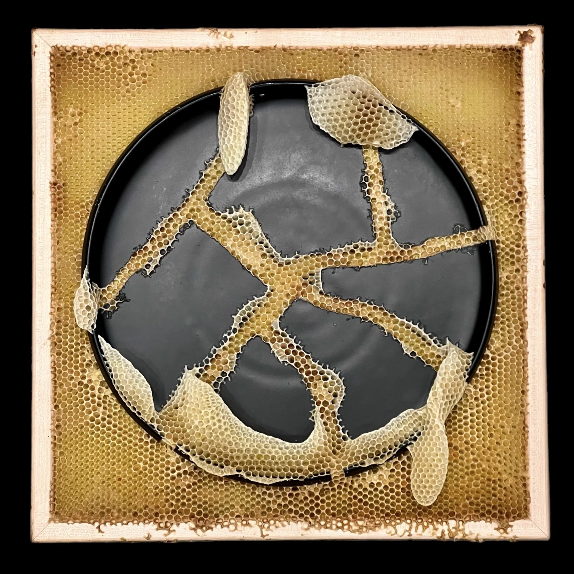  Honeycomb Collaboration: Kintsugi Platter, Black 
Japanese paper, ceramic, natural honeycomb on wood panel
