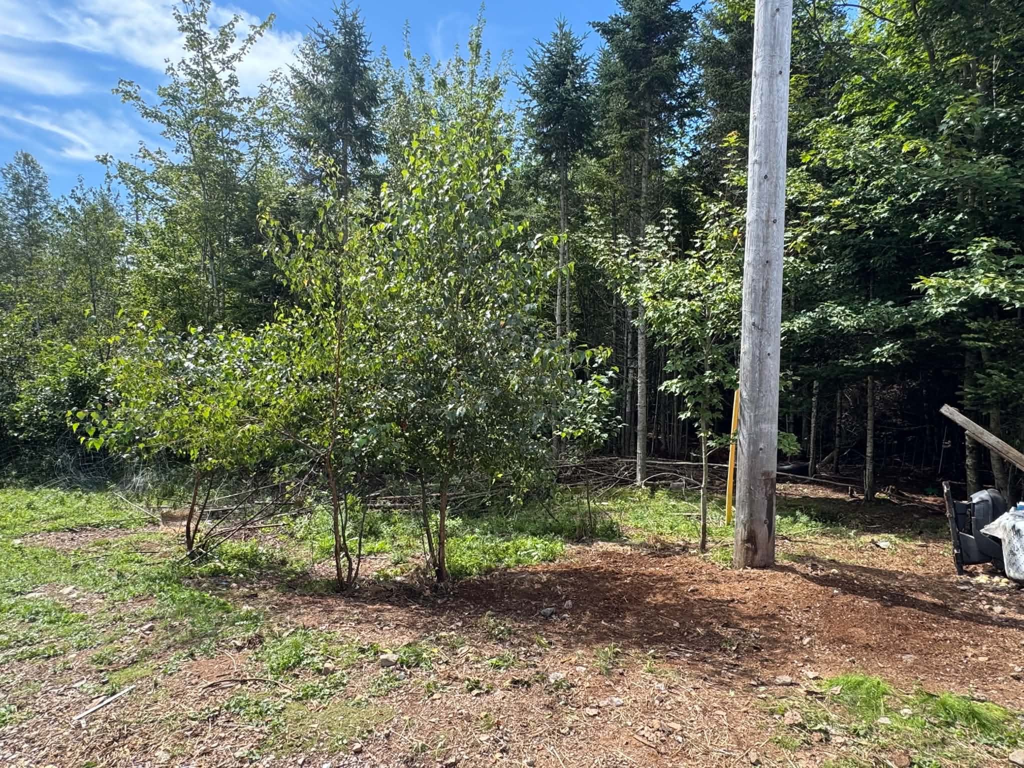 View of a wooded outdoor area with green grass, trees, and a power pole with a cable on a clear day.