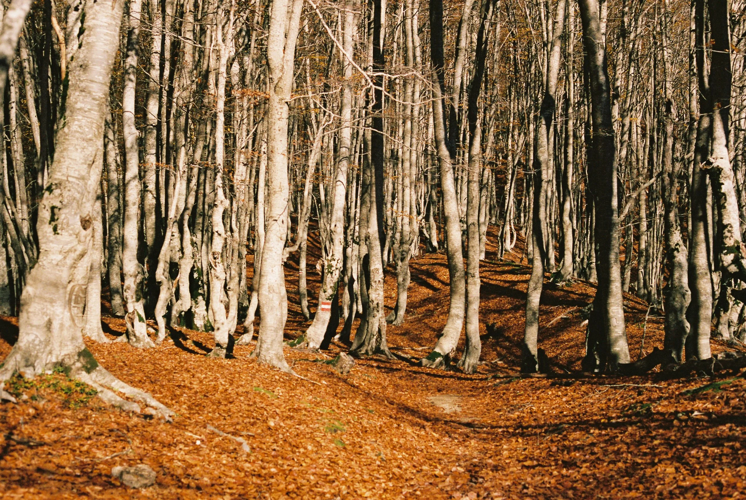 A dense forest with tall, slender trees, mostly without leaves, indicating an autumn setting. The ground is covered with fallen orange-brown leaves, and sunlight filters through the branches.