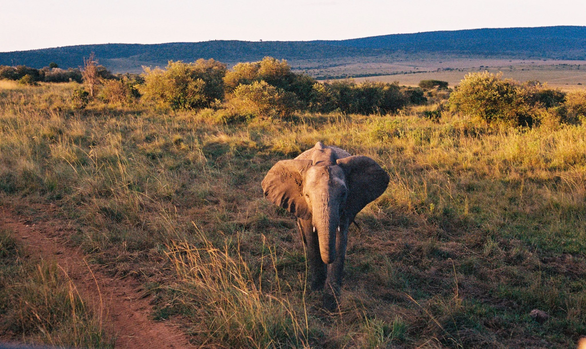 An elephant standing in a grassy plain with trees and hills in the background during the daytime.