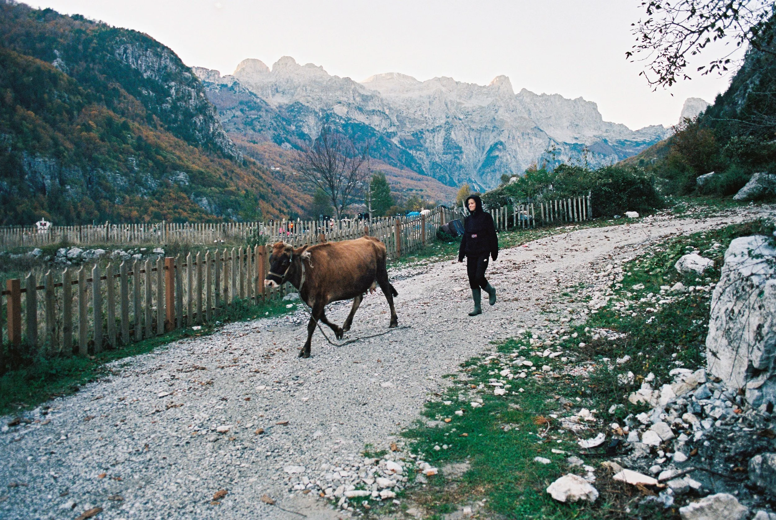 A woman in black walking on a gravel path with a brown cow, mountain range in the background, wooden fence along the path, autumn trees, and overcast sky.