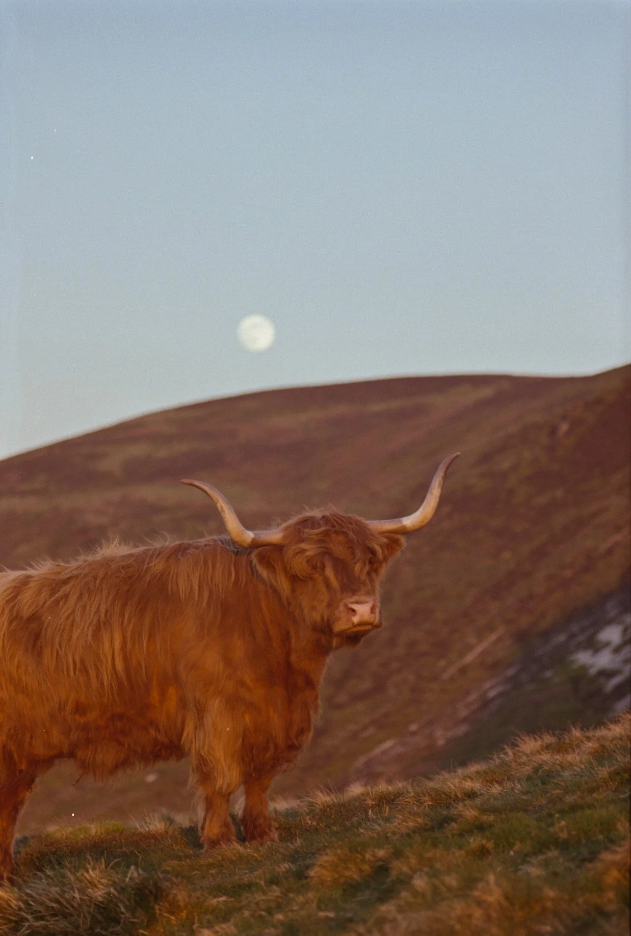 A Highland cow with long, reddish-brown fur and curved horns standing outdoors in a grassy hillside at dusk, with the moon visible in the sky above.