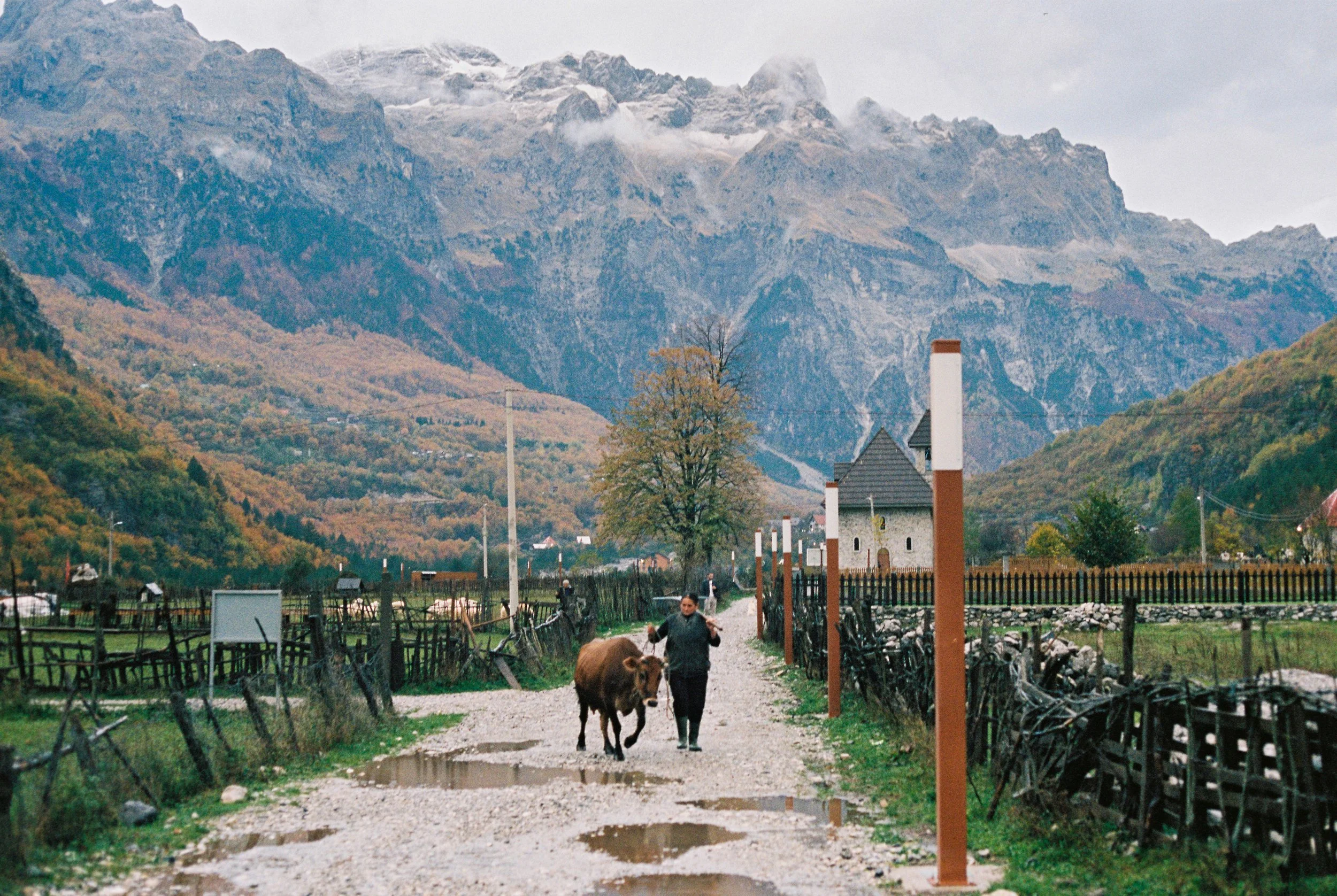 A rural scene featuring a person herding a cow through a muddy pathway, with mountains in the background, small houses, and a cloudy sky.