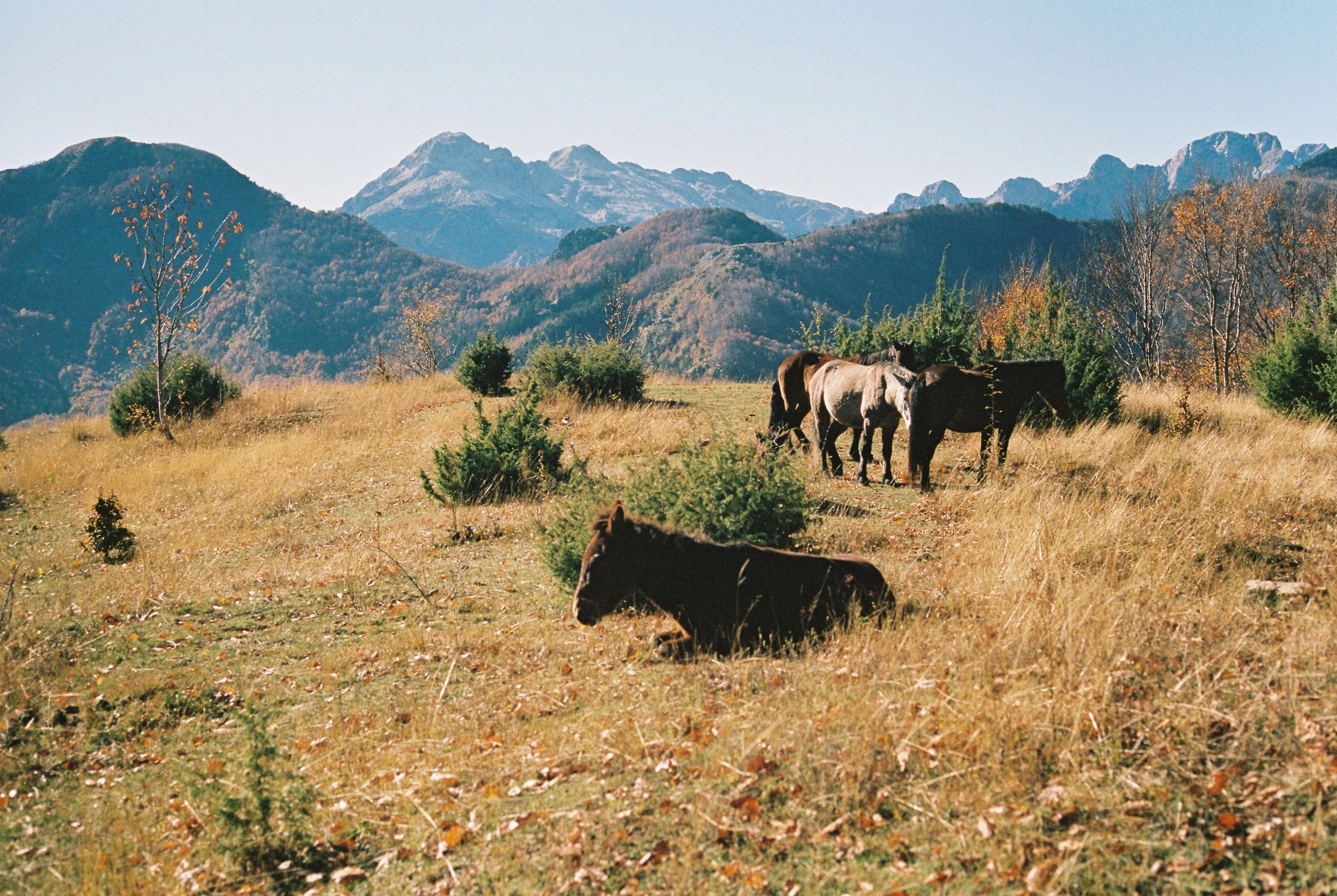 Horses grazing on a grassy field with mountains in the background and autumn trees.