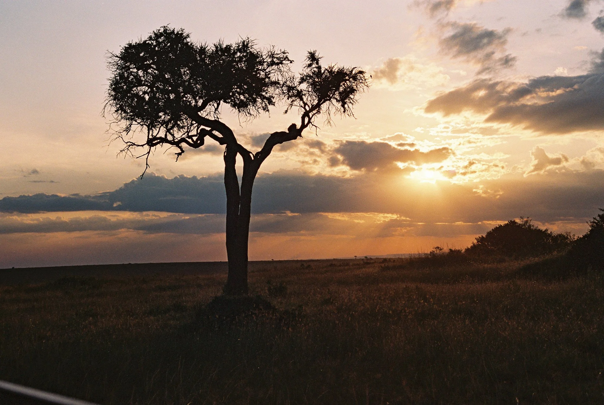 A solitary tree with sparse leaves stands against a sunset sky with clouds, on a flat open landscape.