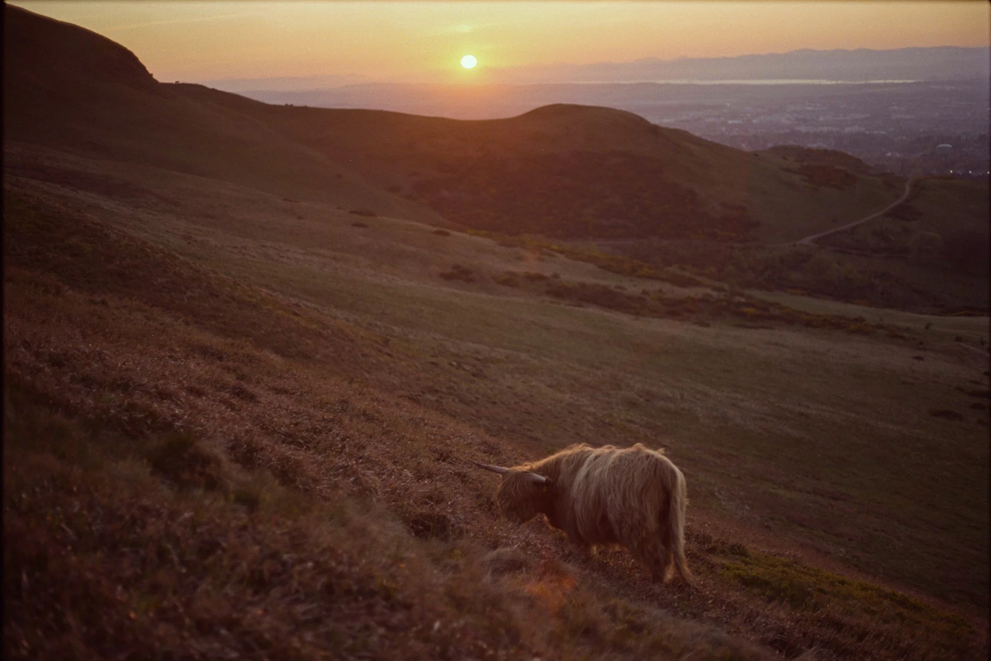 Sunset over rolling grassy hills with a small unicorn in the foreground.