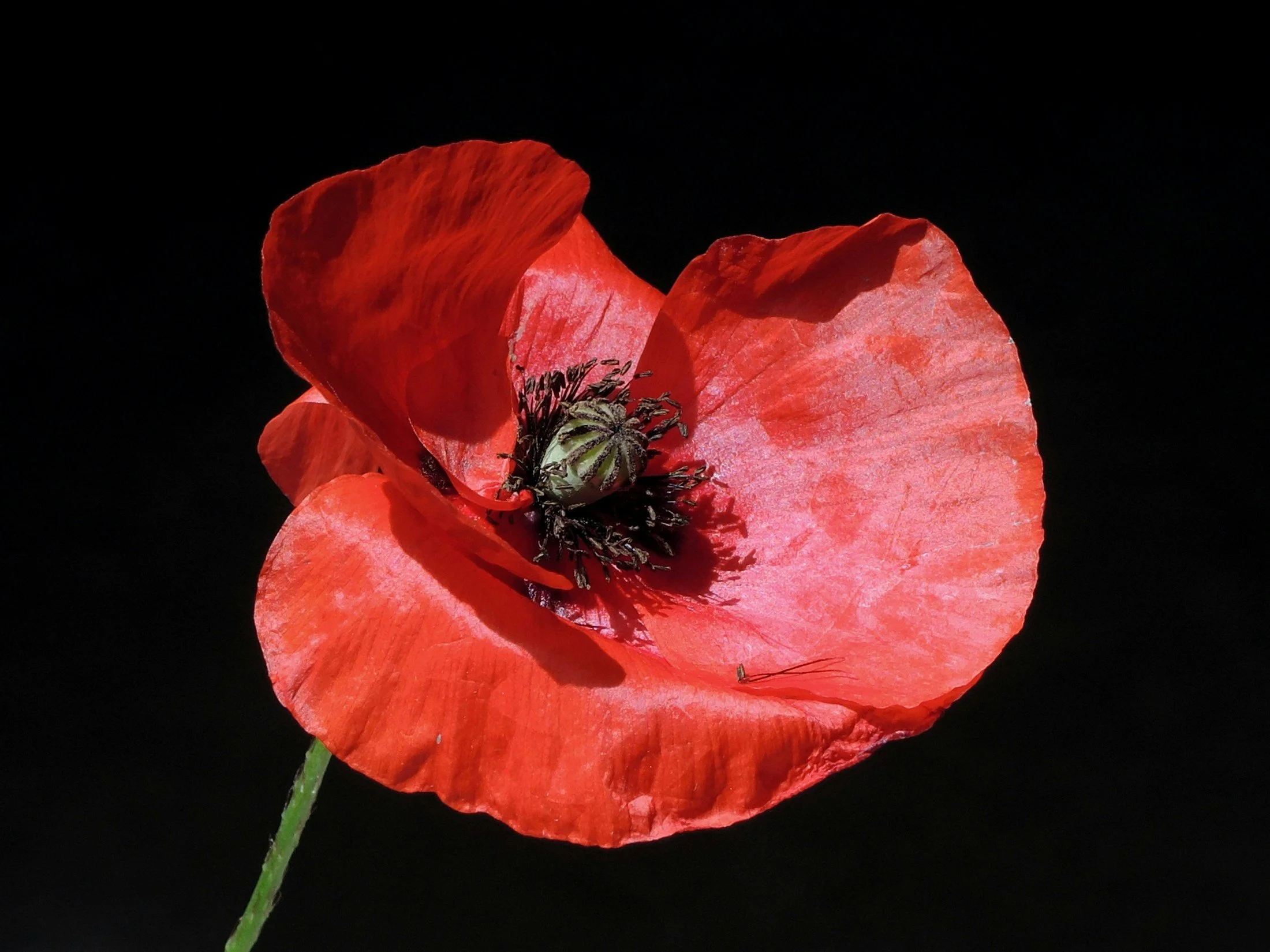 A close-up of a vibrant red poppy flower against a black background.