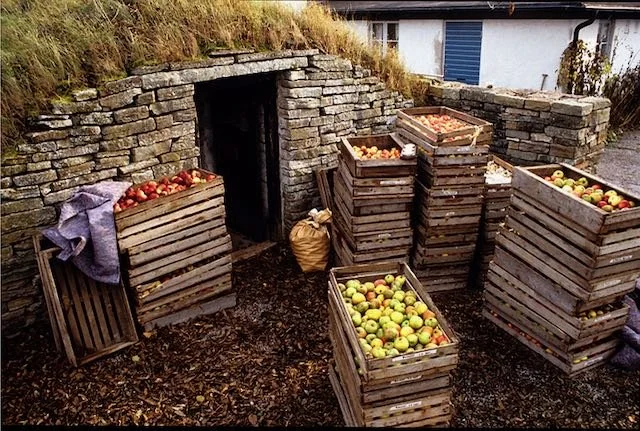 rootcellar.jpeg