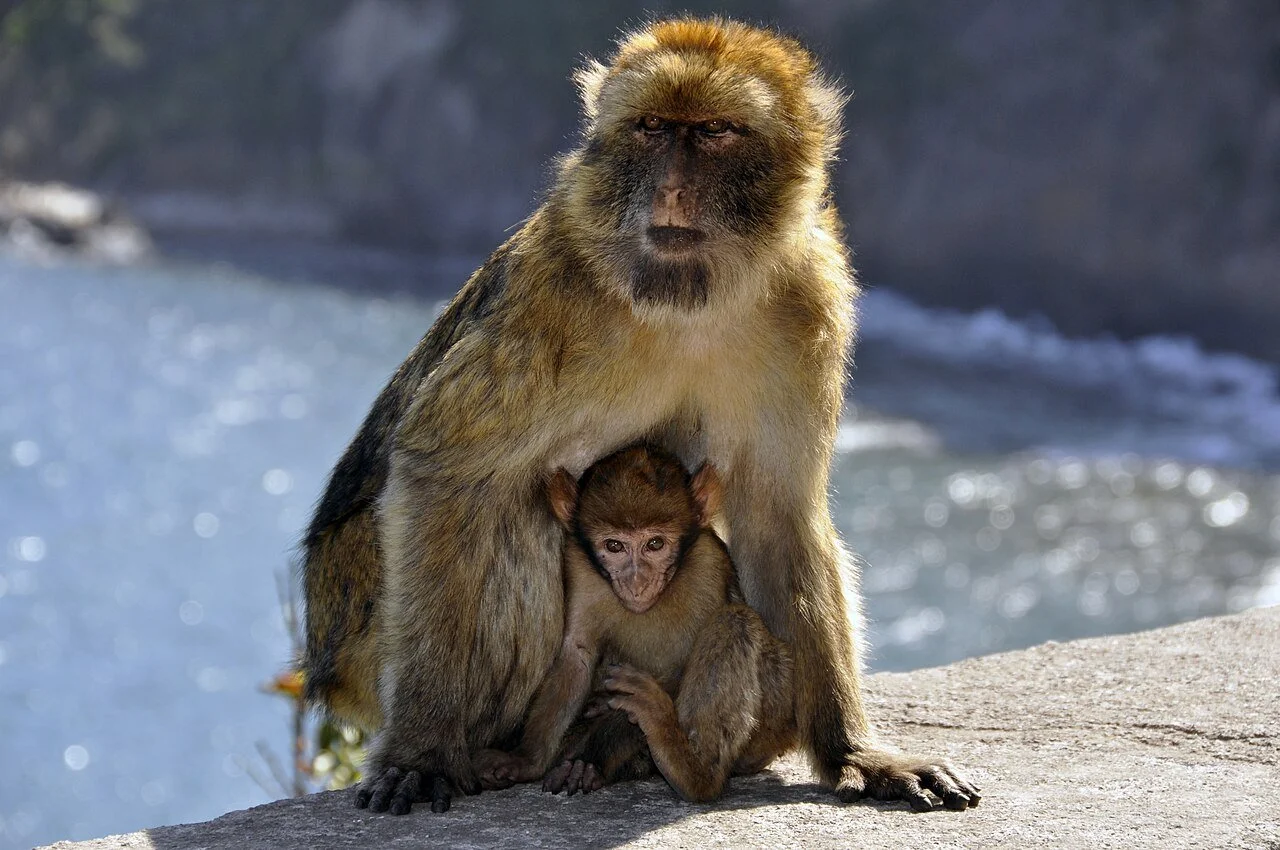 Barbary_macaque_in_Cap_Carbon_(Gouraya_National_Park).jpg