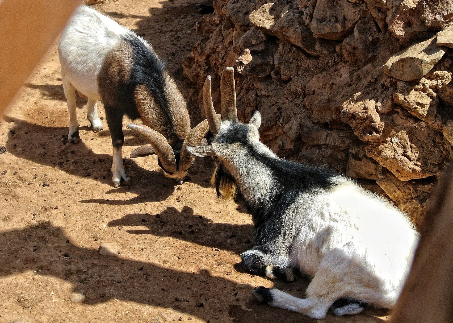 ma-ti-mountain-goats-4879056_1920.jpg