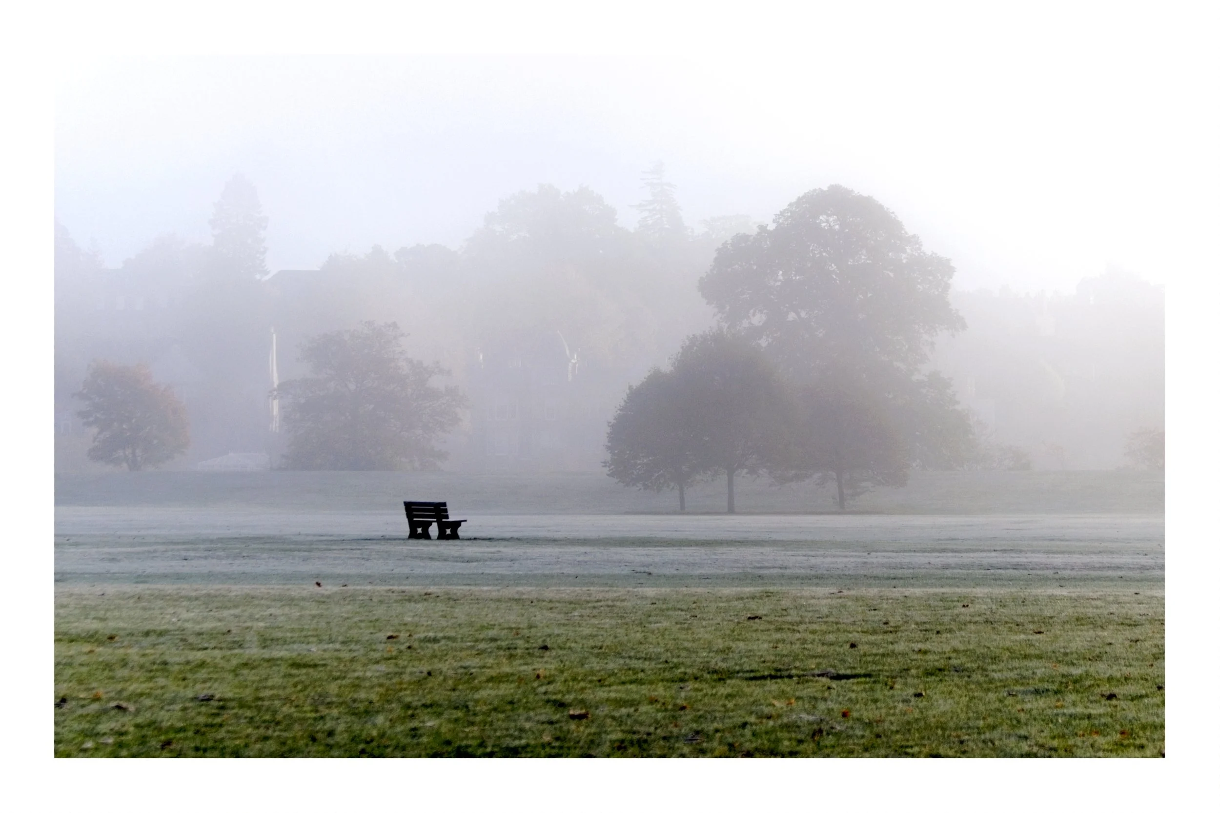 Misty park scene