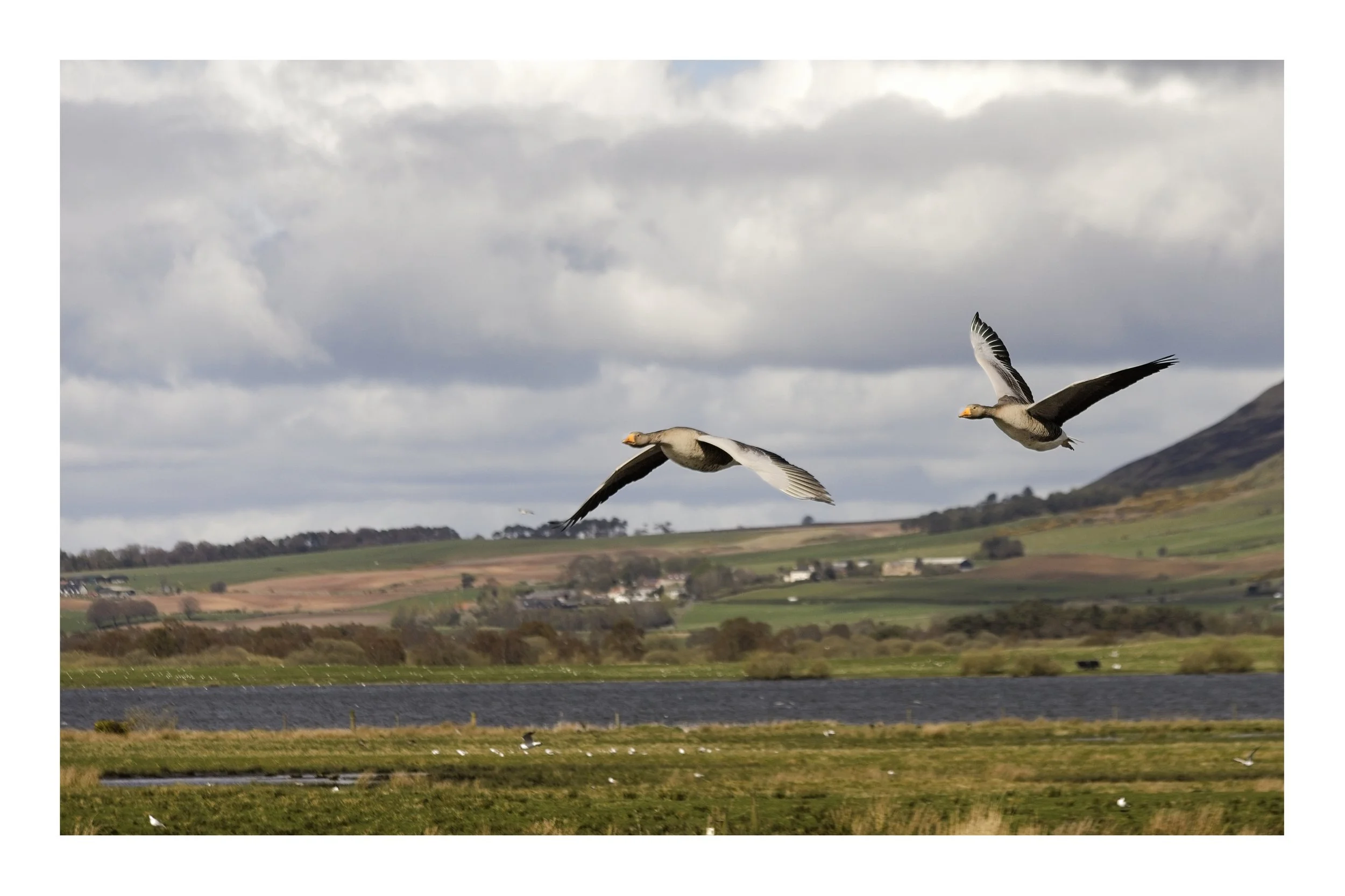 A pair of Greylag Geese flying over Loch Leven, Scotland