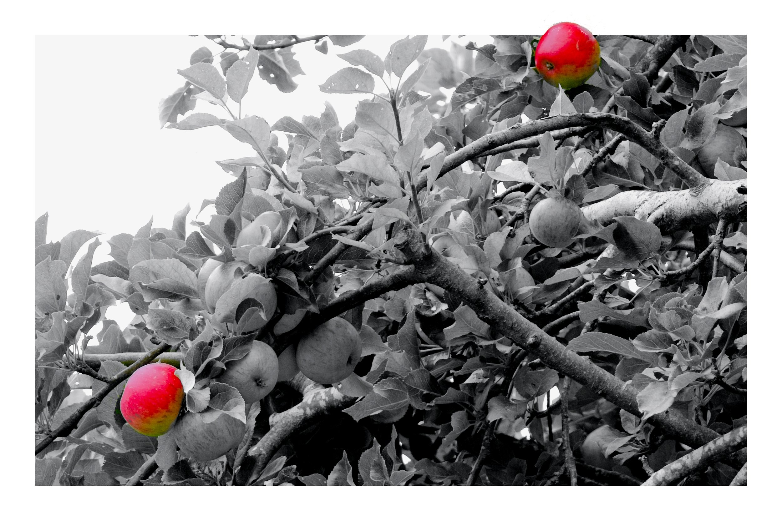 Red apples on a tree