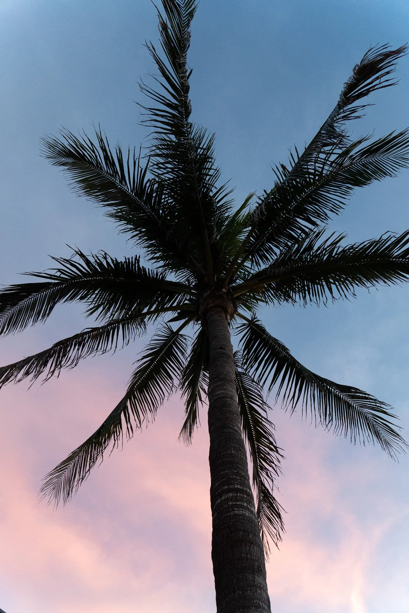A tall palm tree with large, dark fronds against a sky that transitions from pink at the horizon to blue higher up.