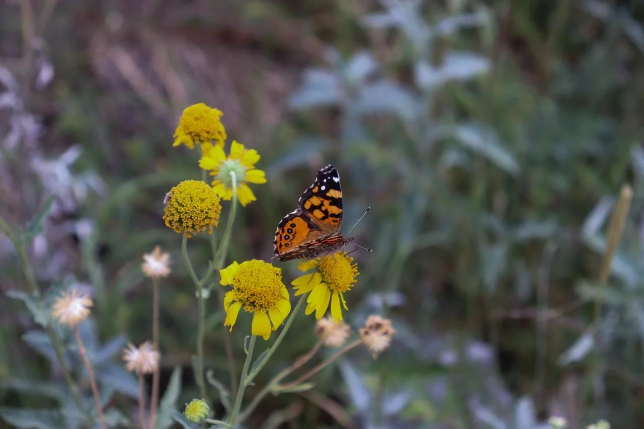 Inventario de Flora y Fauna