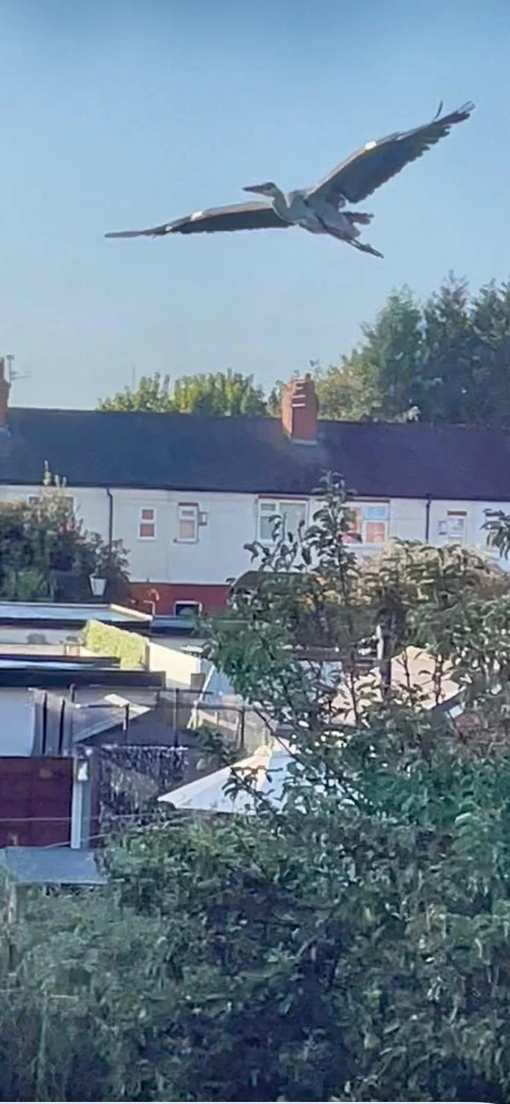 A large bird, likely a heron or egret, flying in the sky above suburban houses with trees in the background.